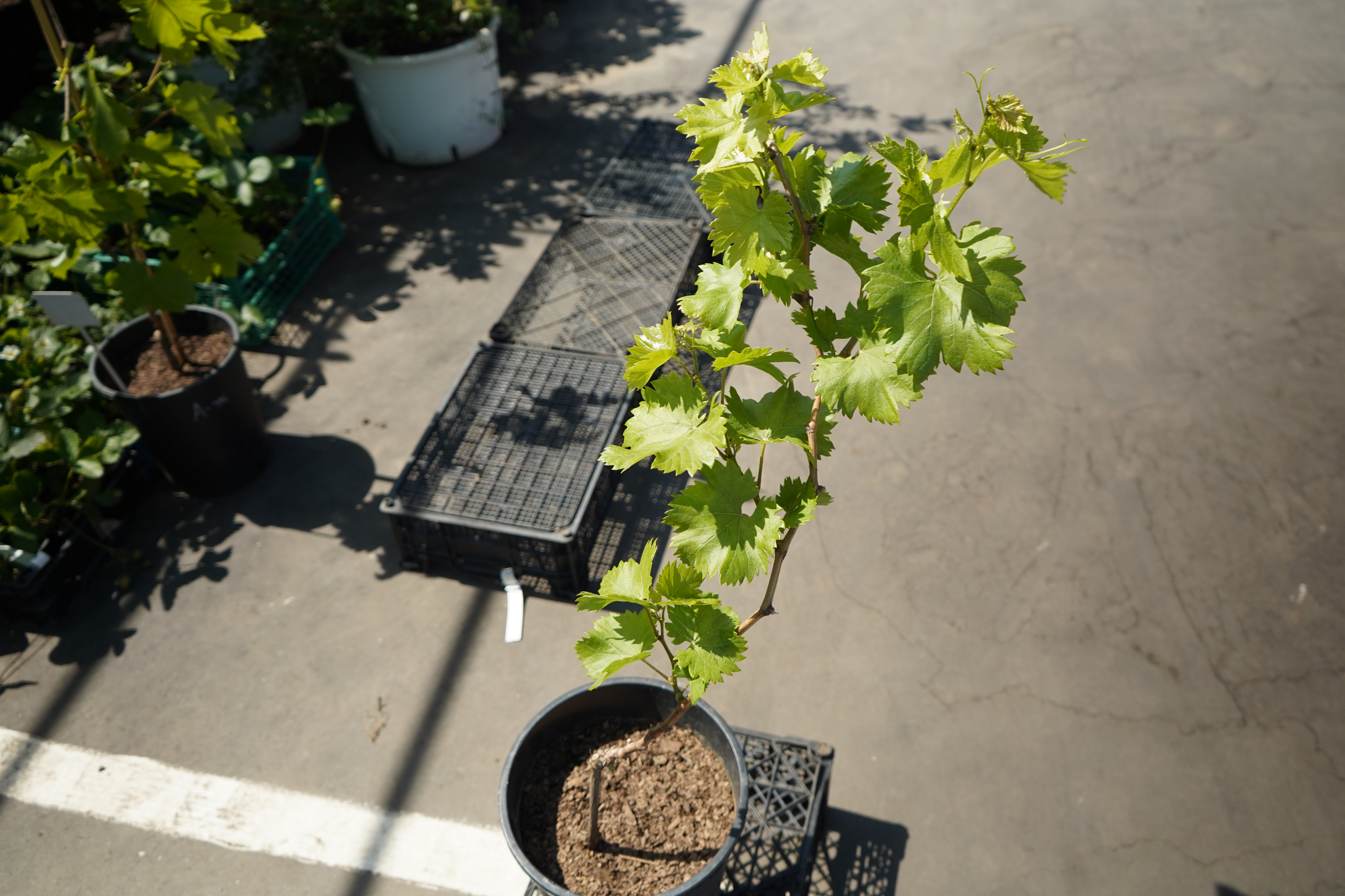 Саженцы винограда 3 года