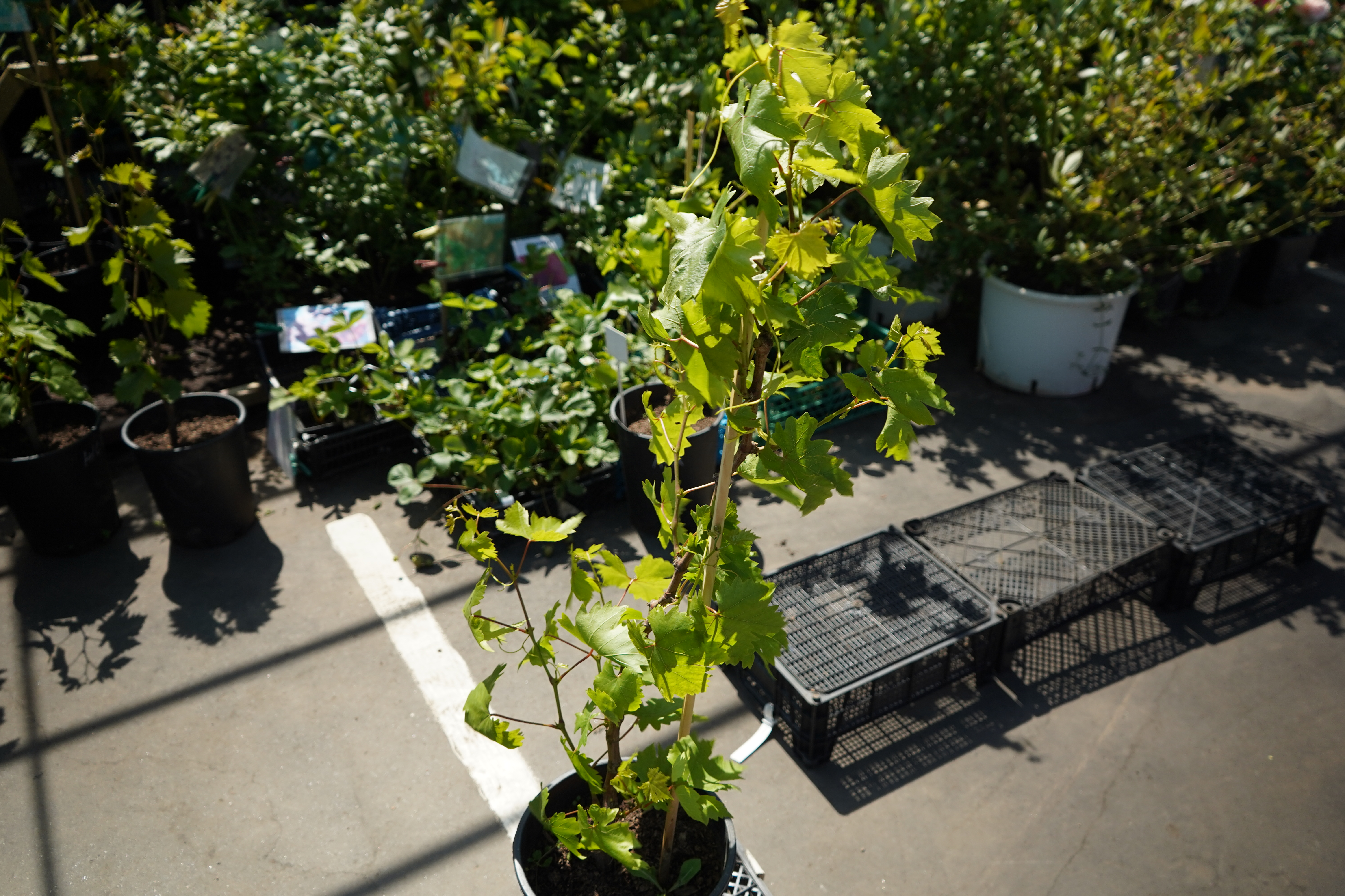 Саженцы винограда как выглядят