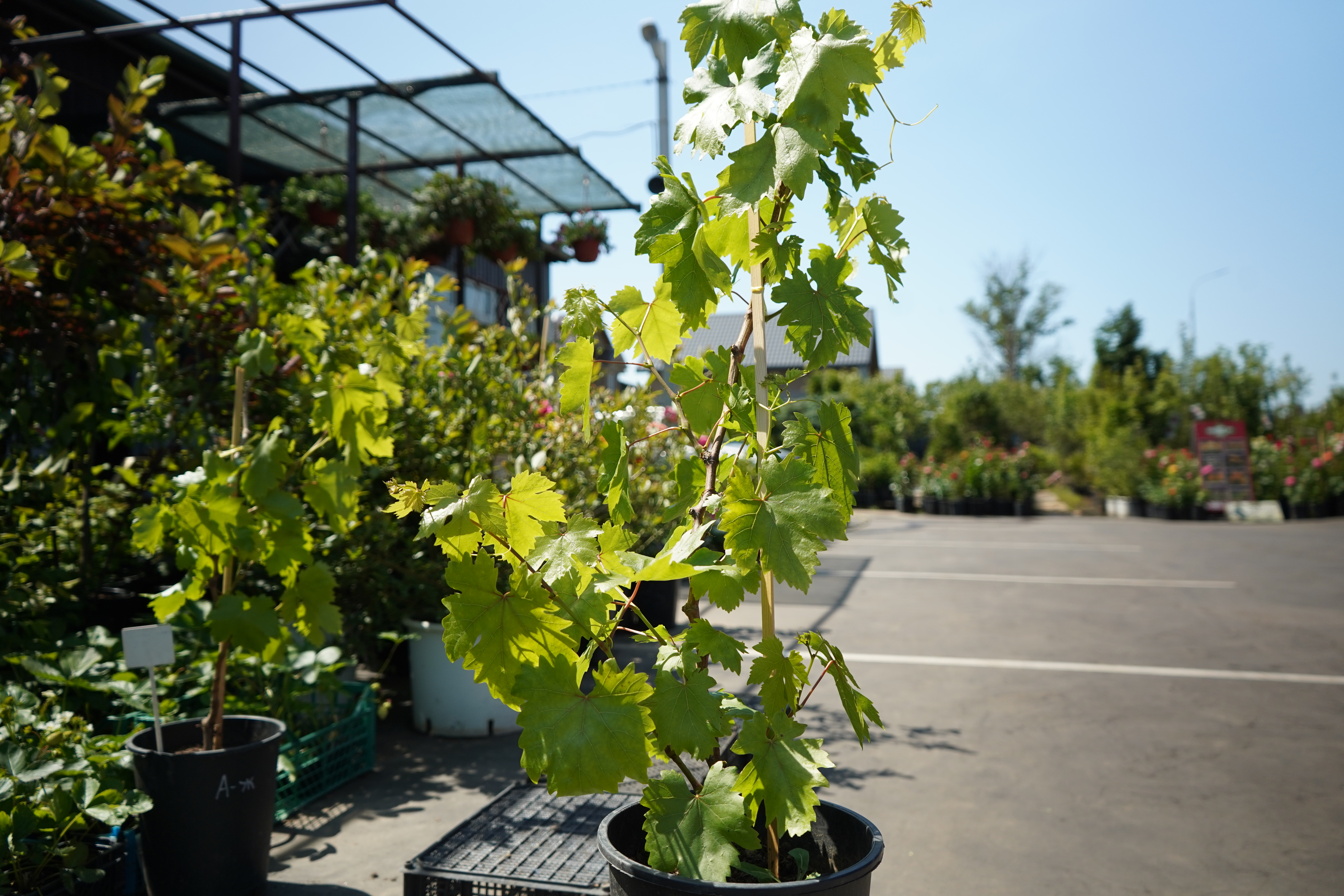 Саженцы винограда 3 года