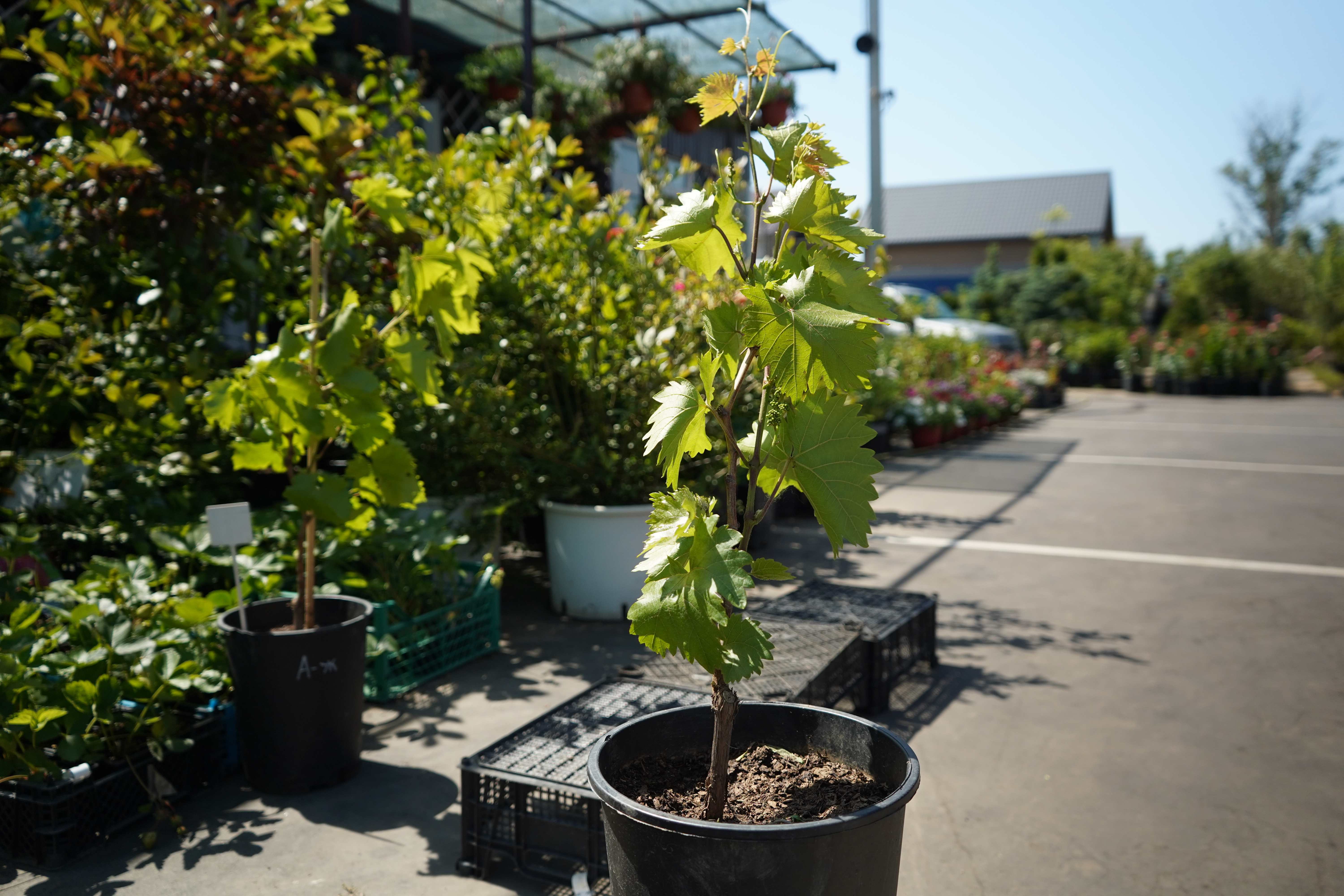 Саженцы винограда 3 года