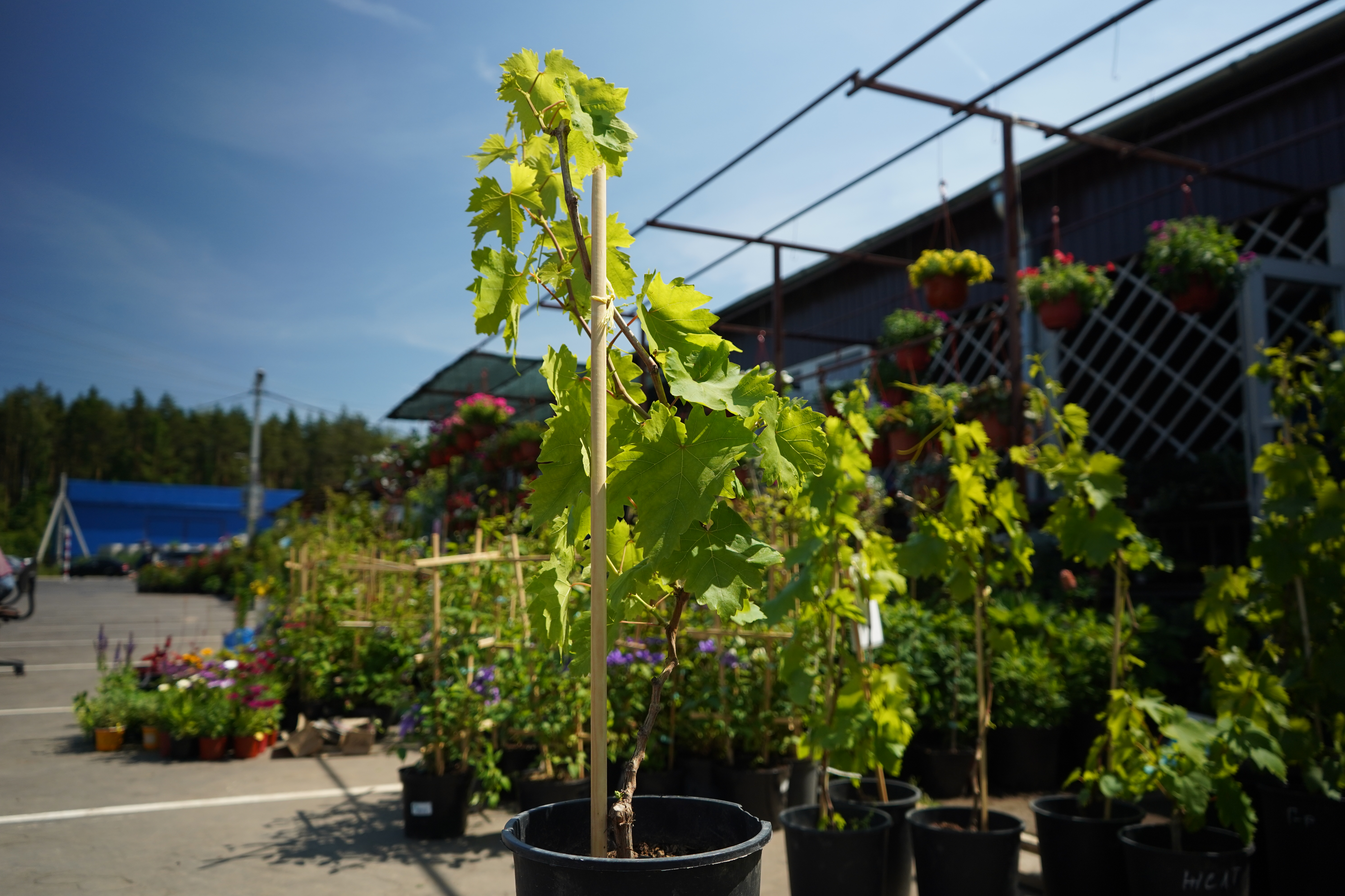 Саженцы винограда как выглядят