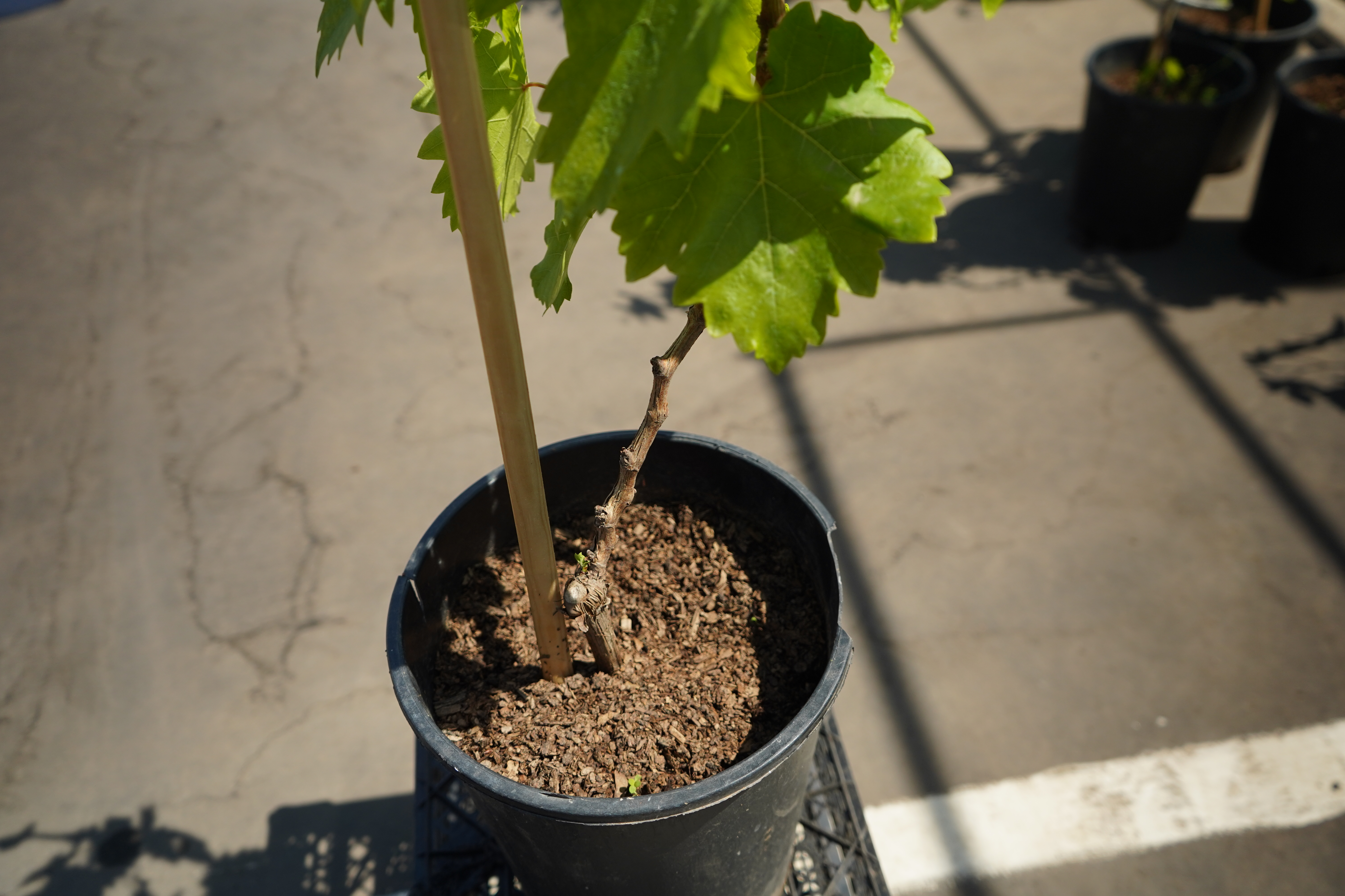 Саженцы винограда 3 года