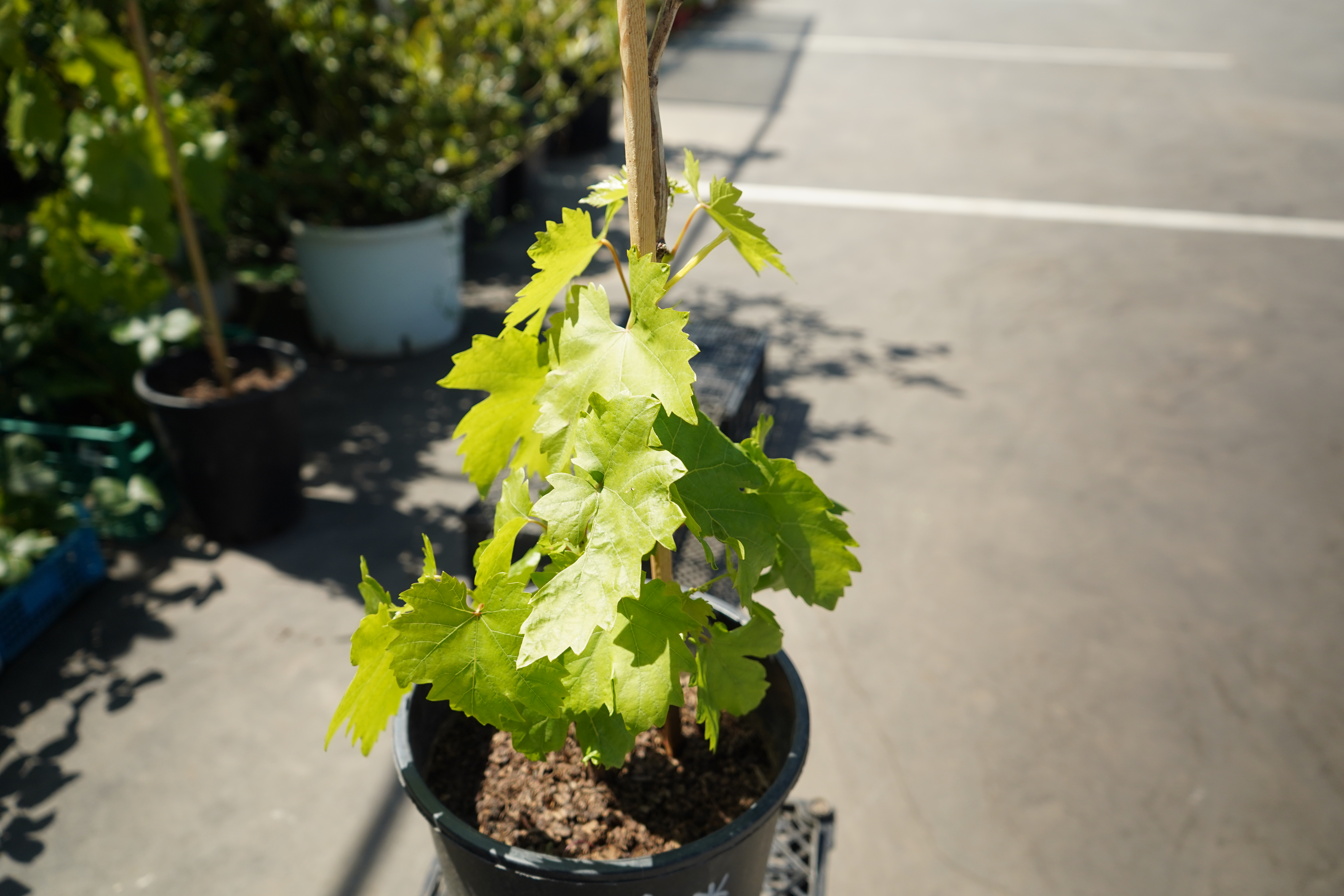 Саженцы винограда 3 года