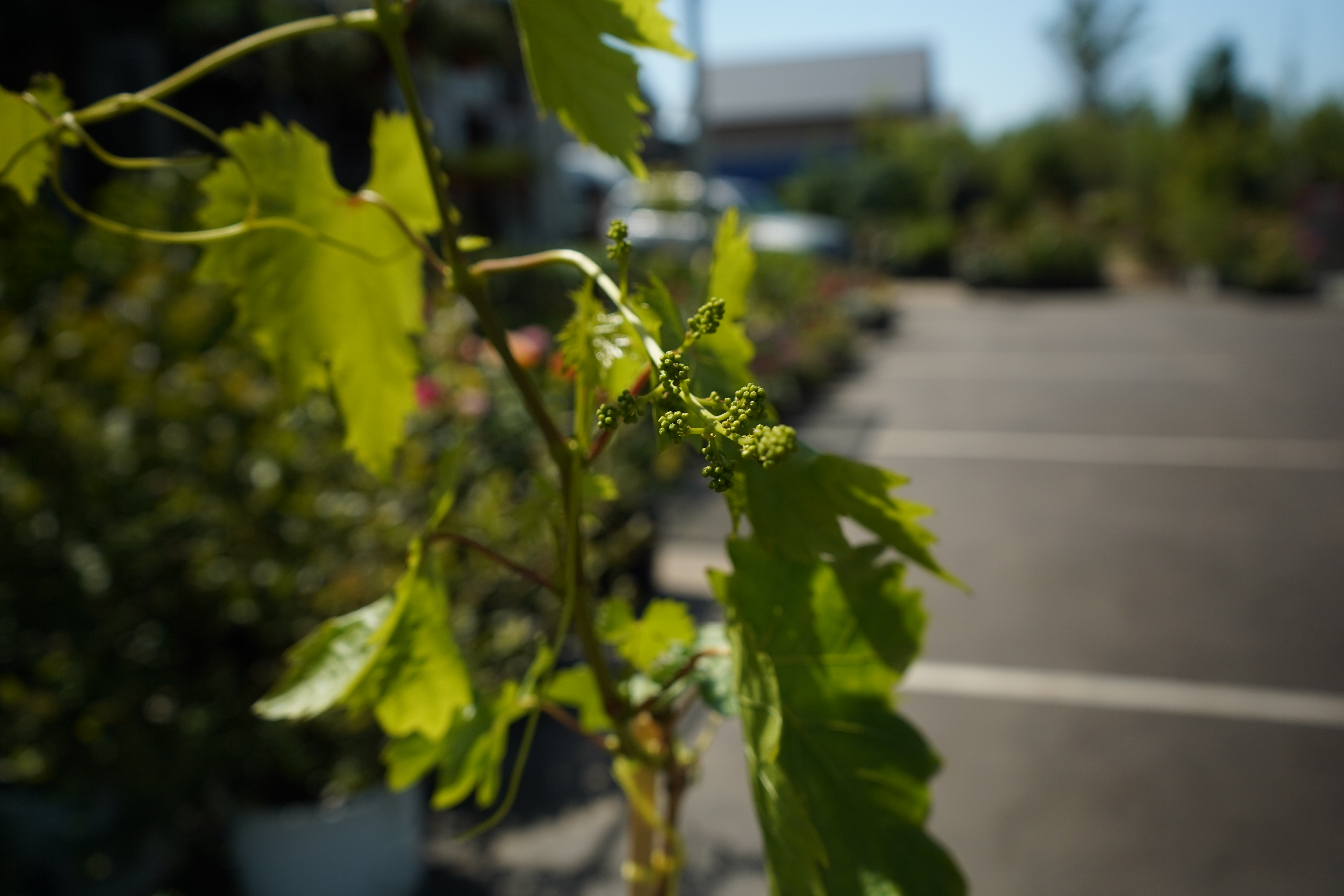 Саженцы винограда 3 года