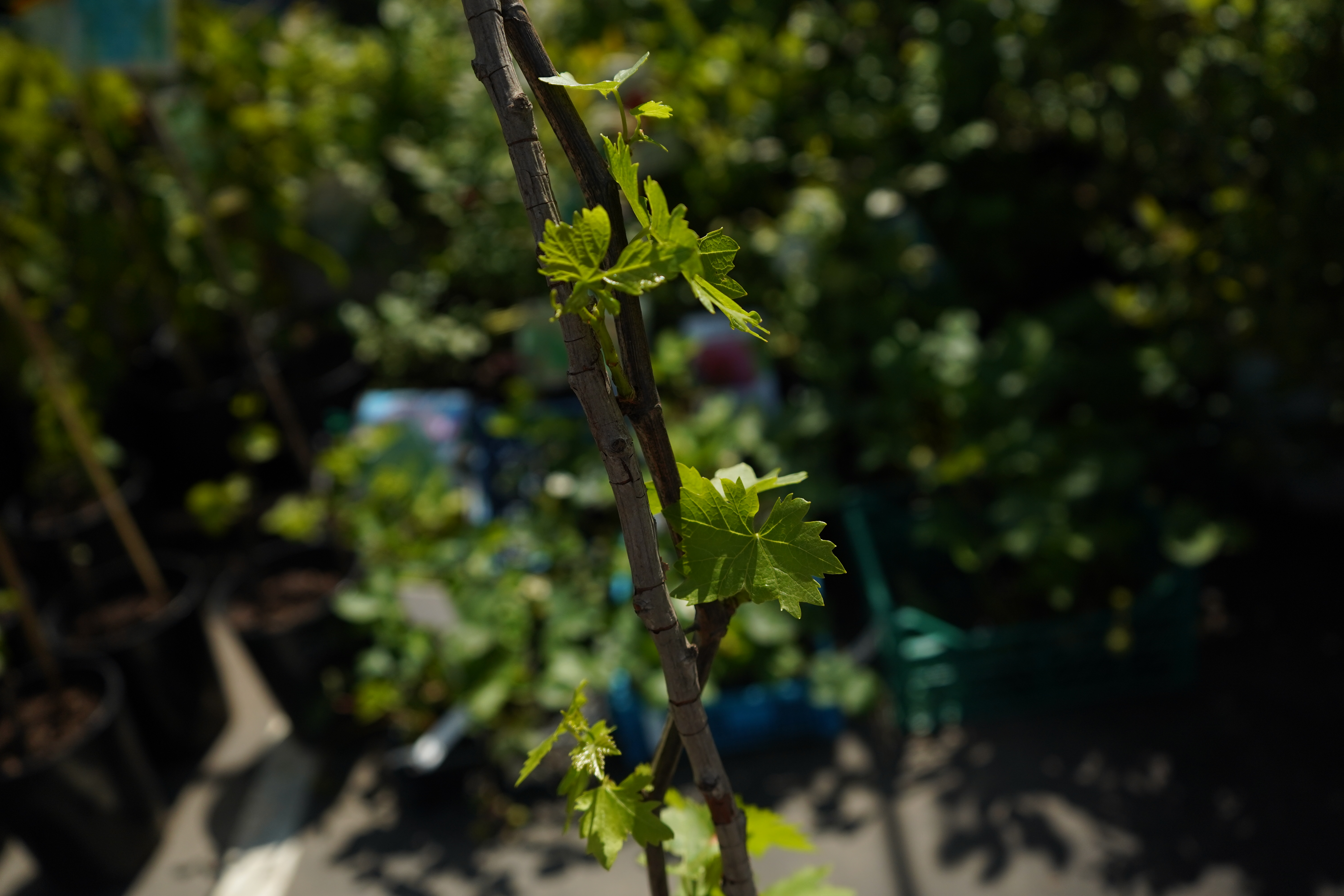 Саженцы винограда 3 года