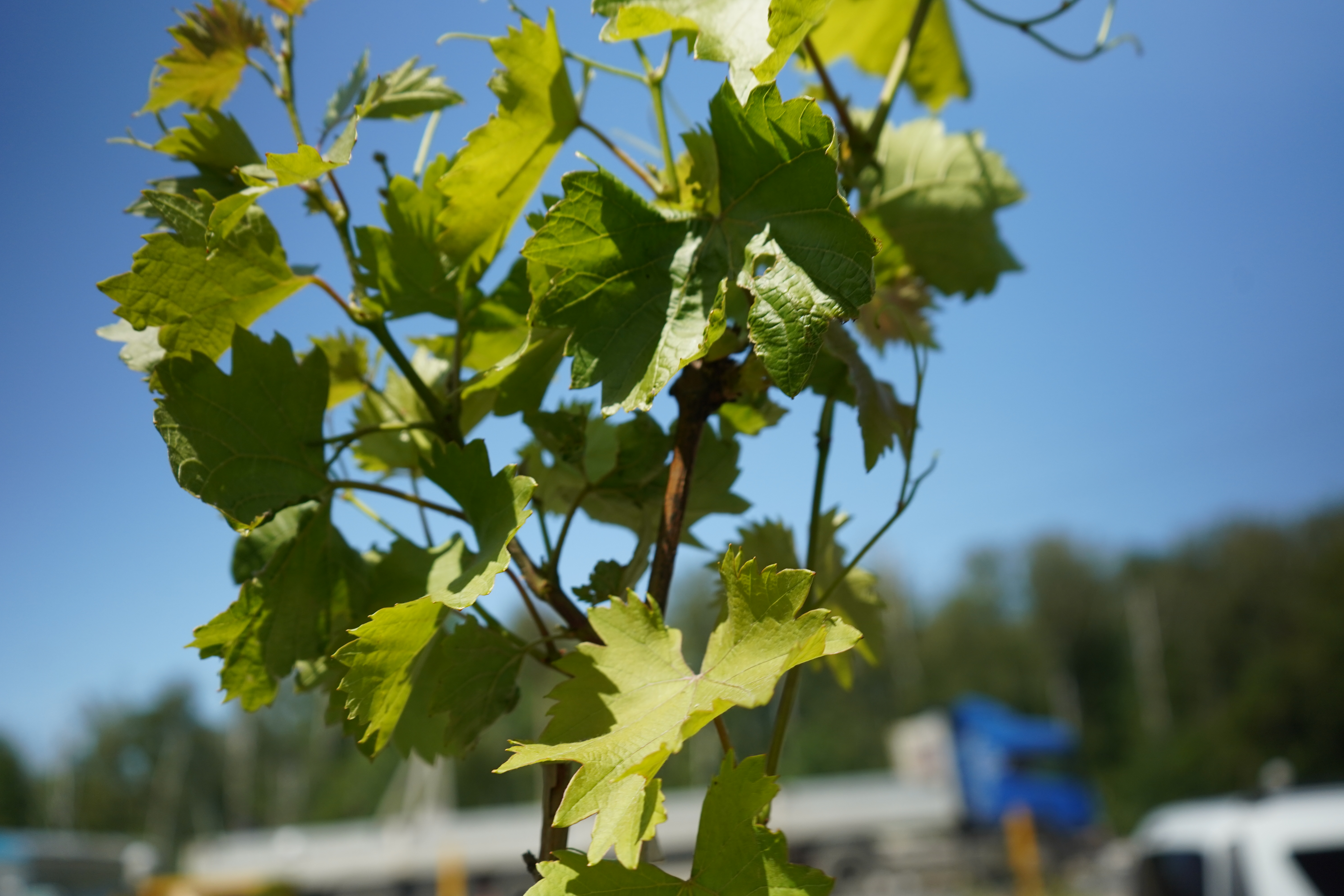 Саженцы винограда 4 года