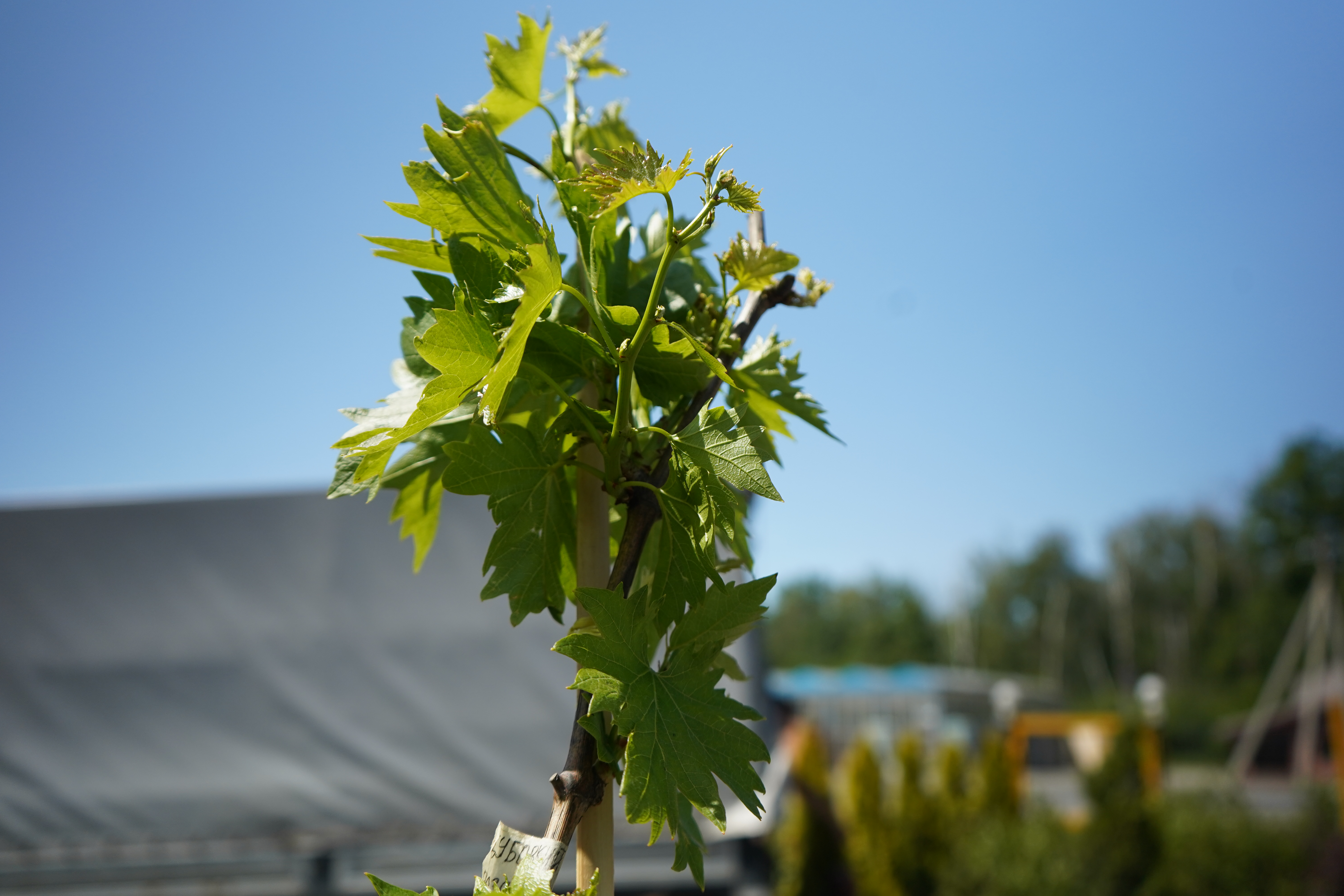 Саженцы винограда 4 года