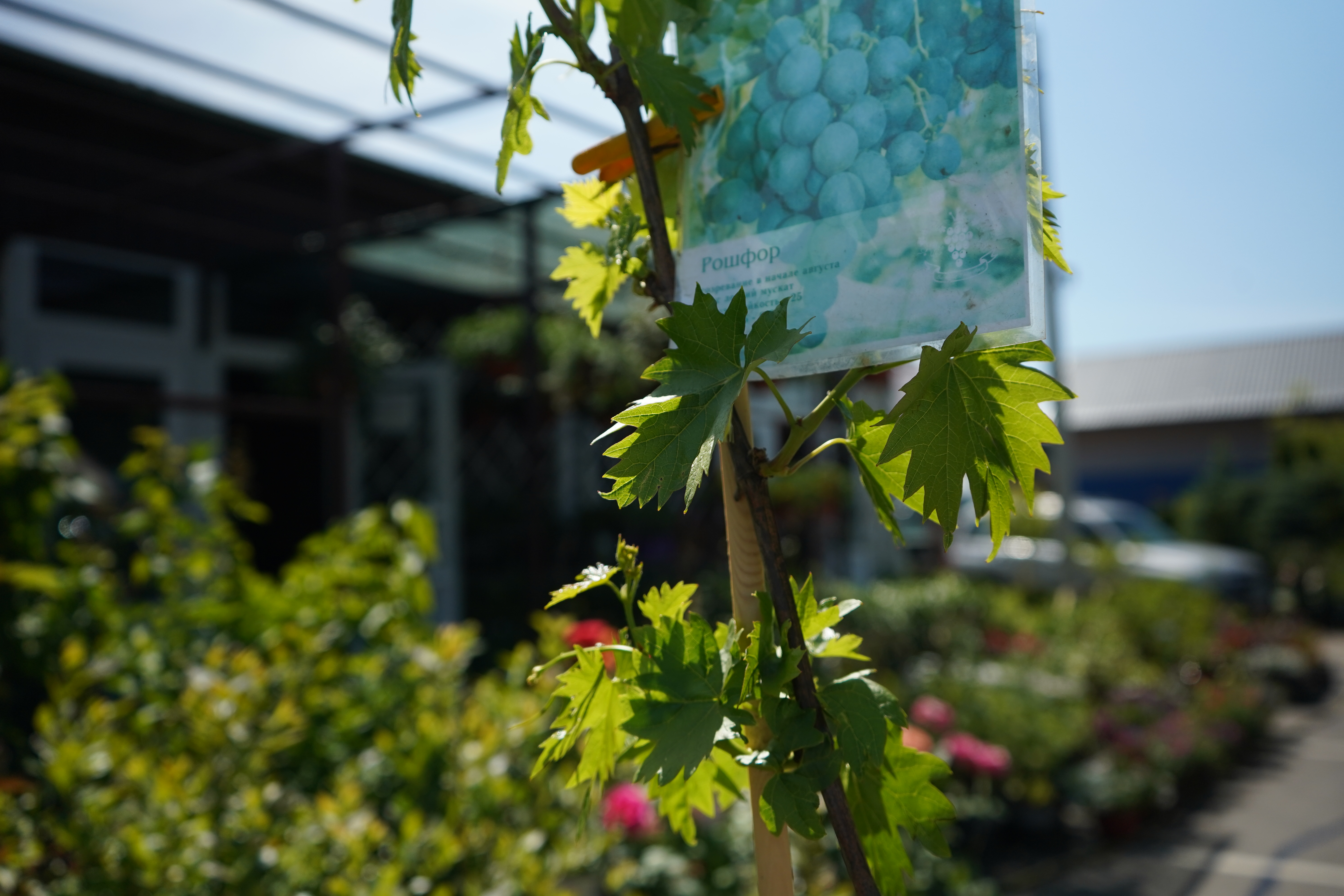 виноград саженцы 5 лет