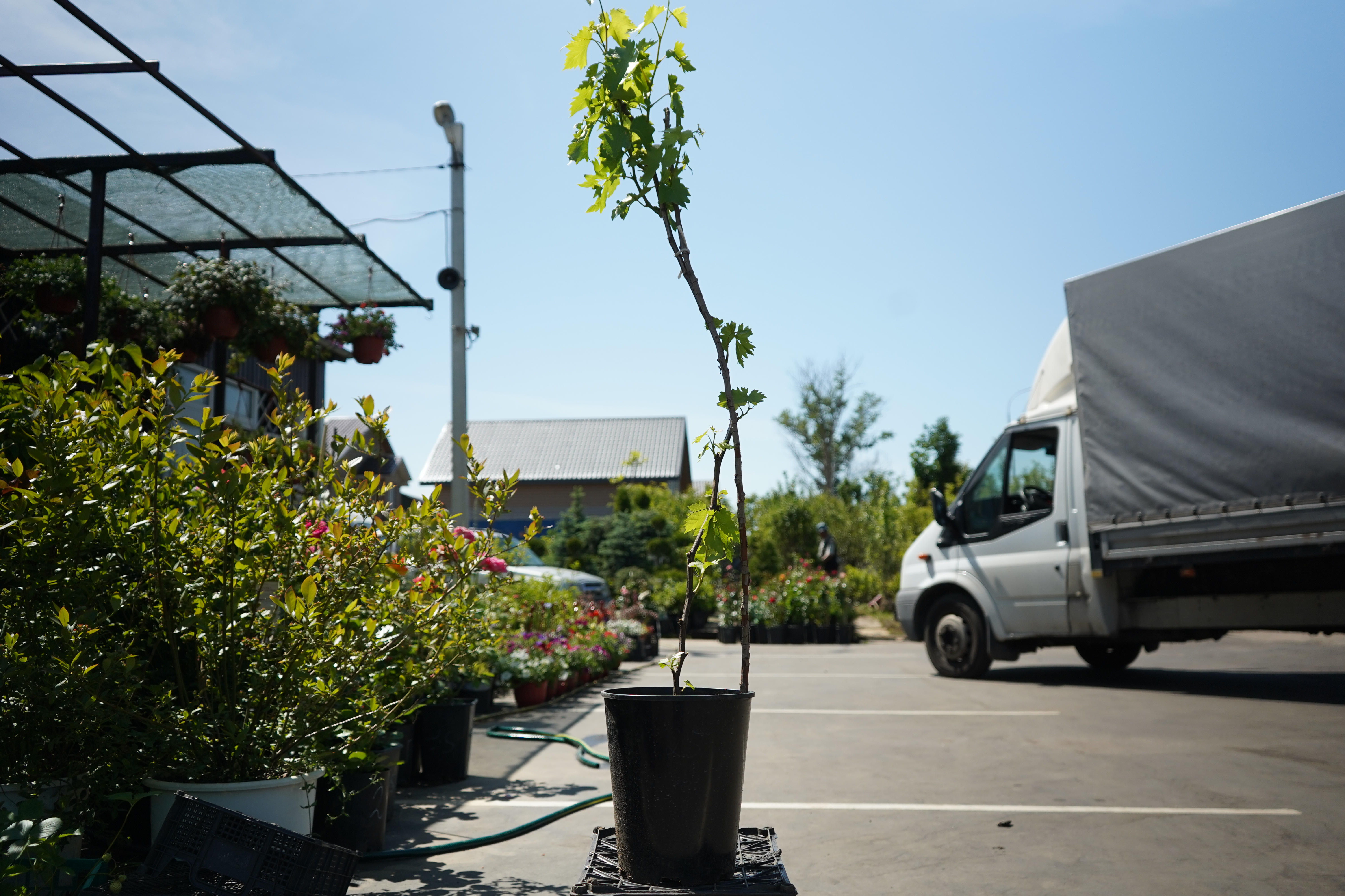 Саженцы винограда как выглядят