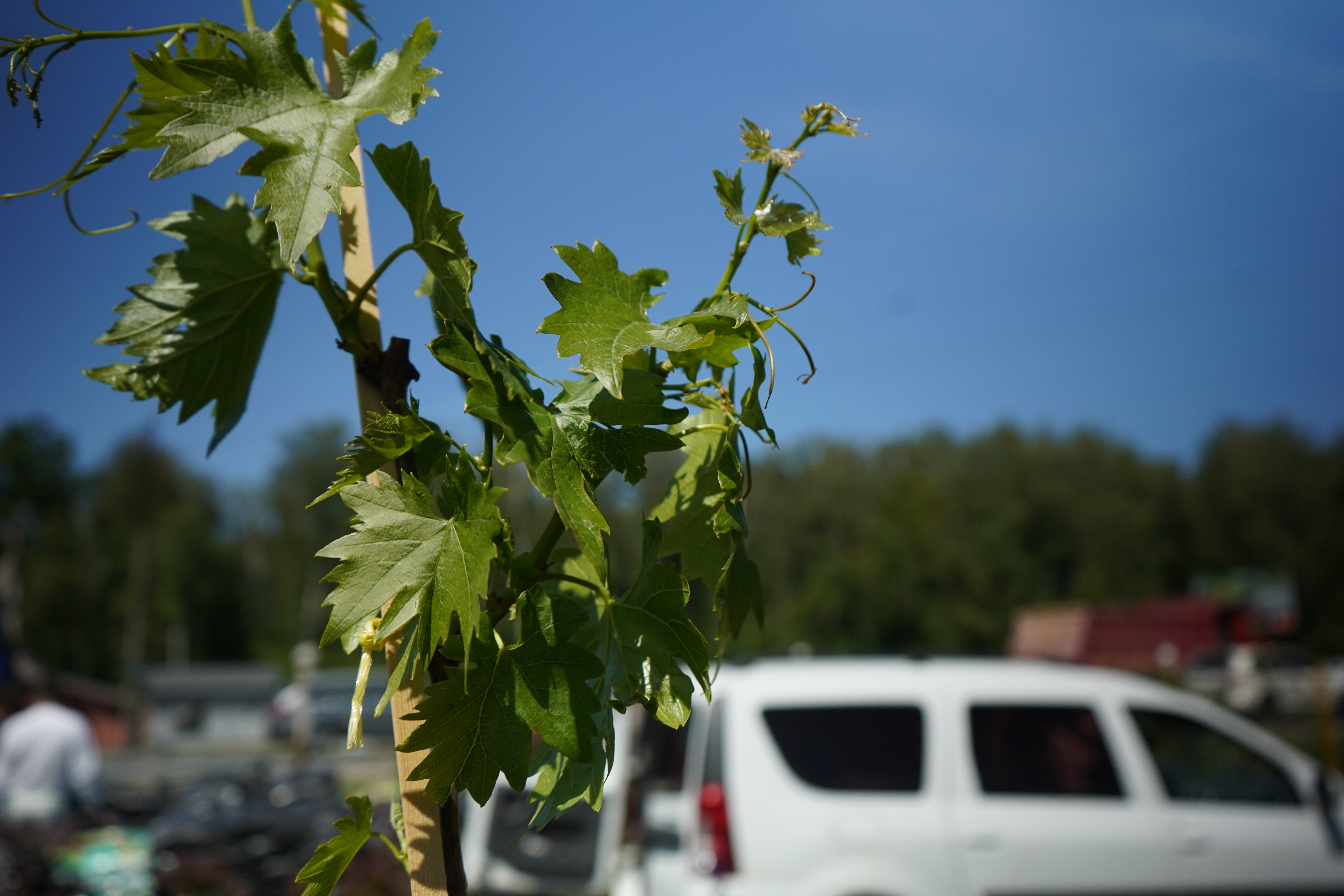 Саженцы винограда 4 года