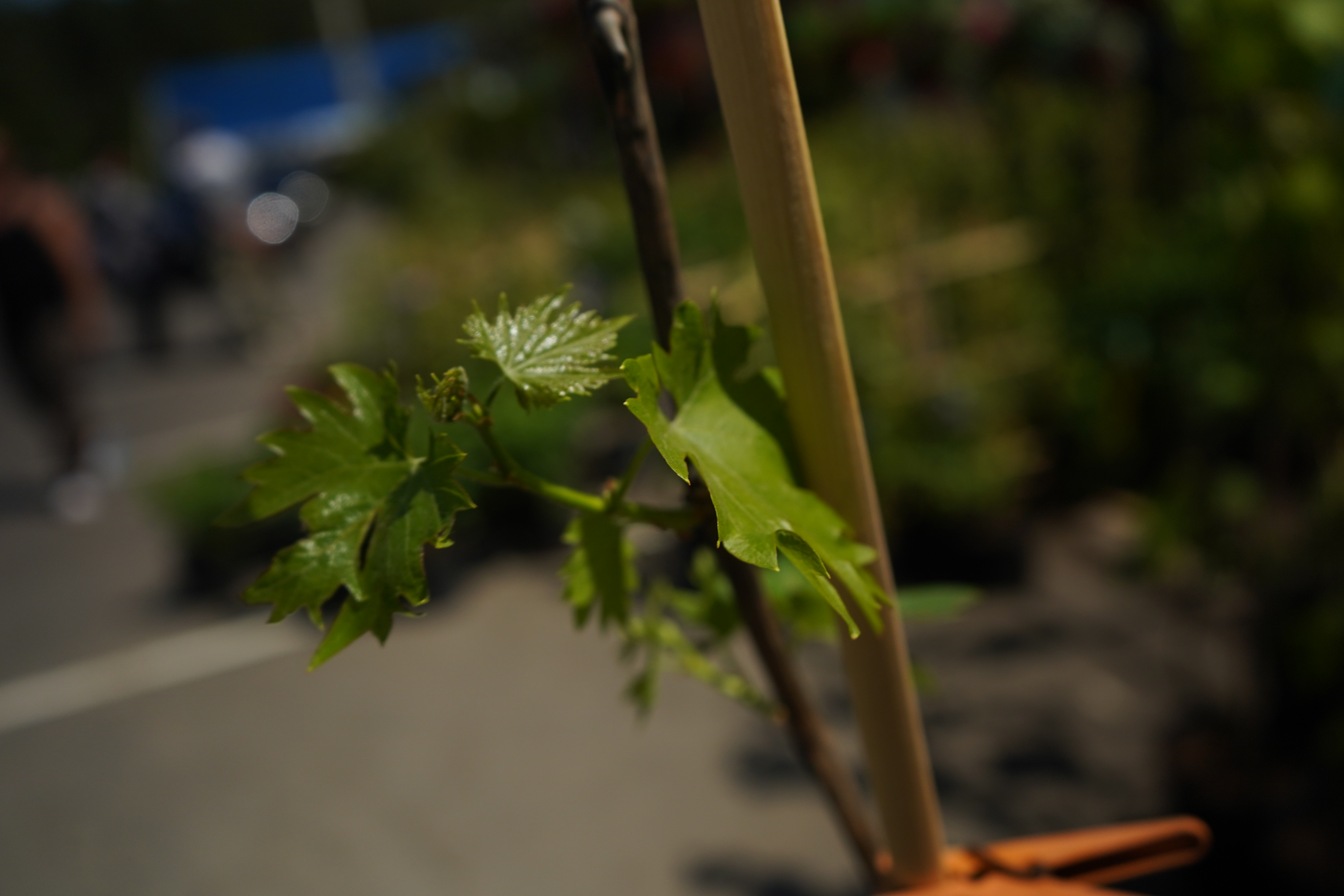 Саженцы винограда 4 года