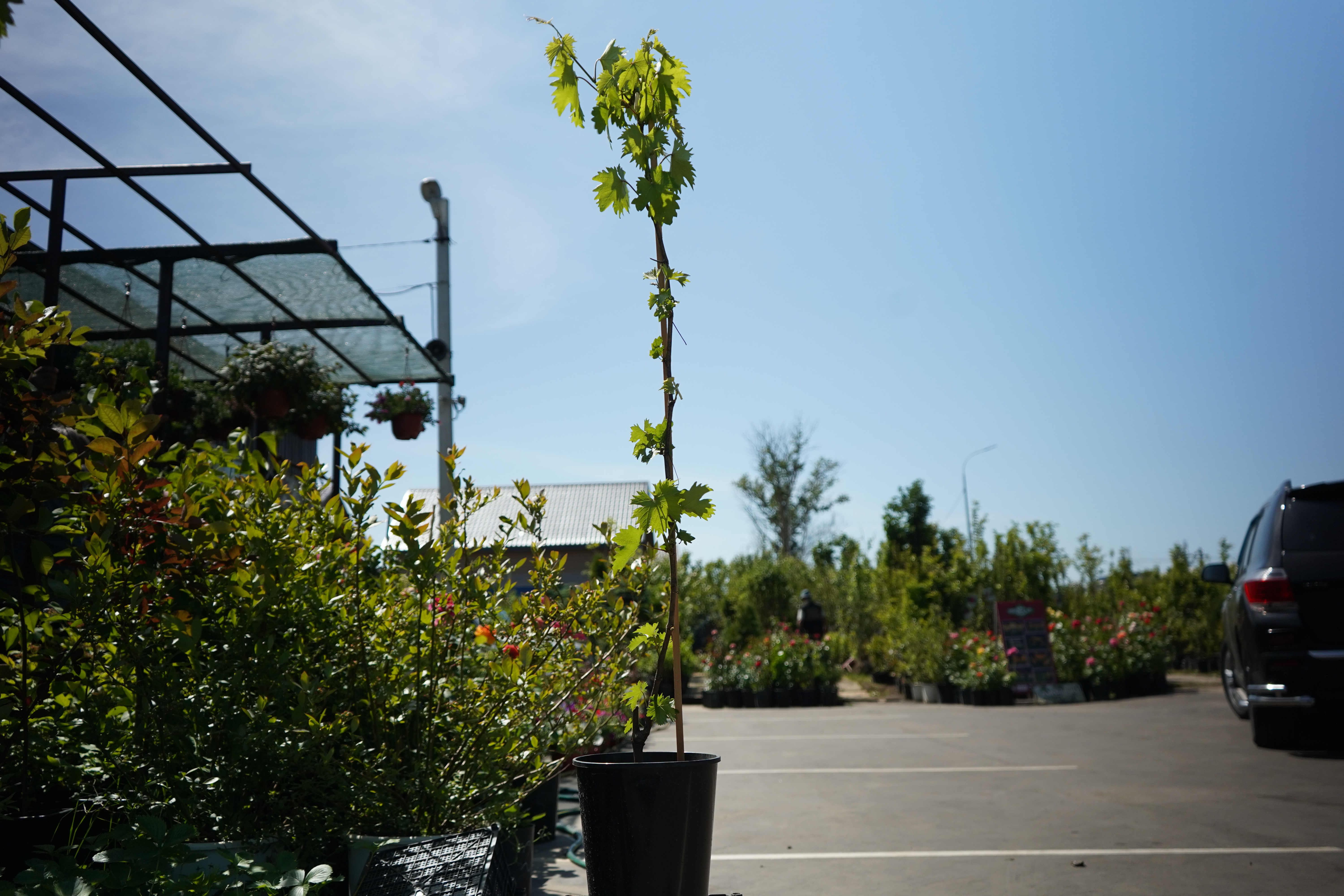 Саженцы винограда 4 года