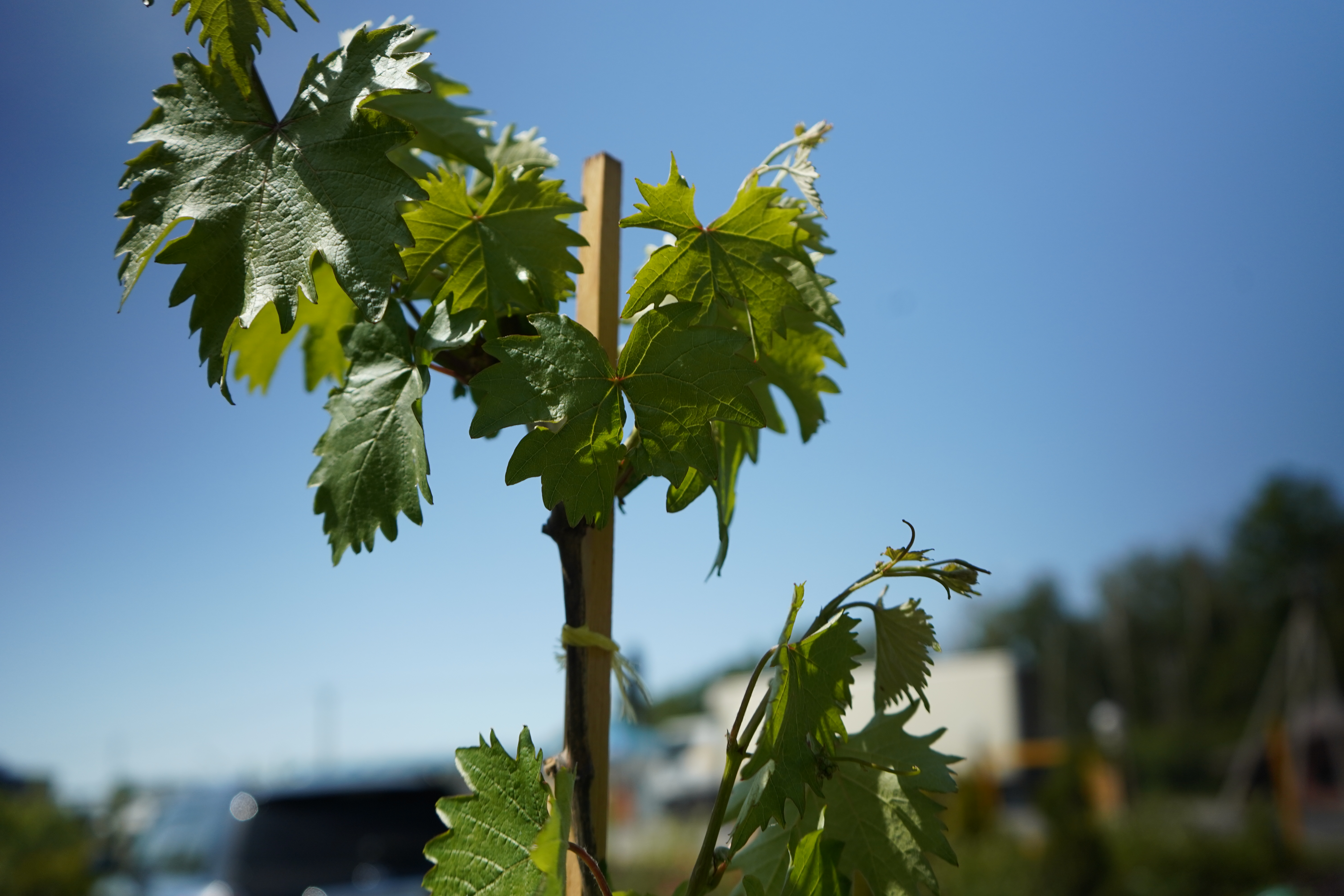 Саженцы винограда 4 года