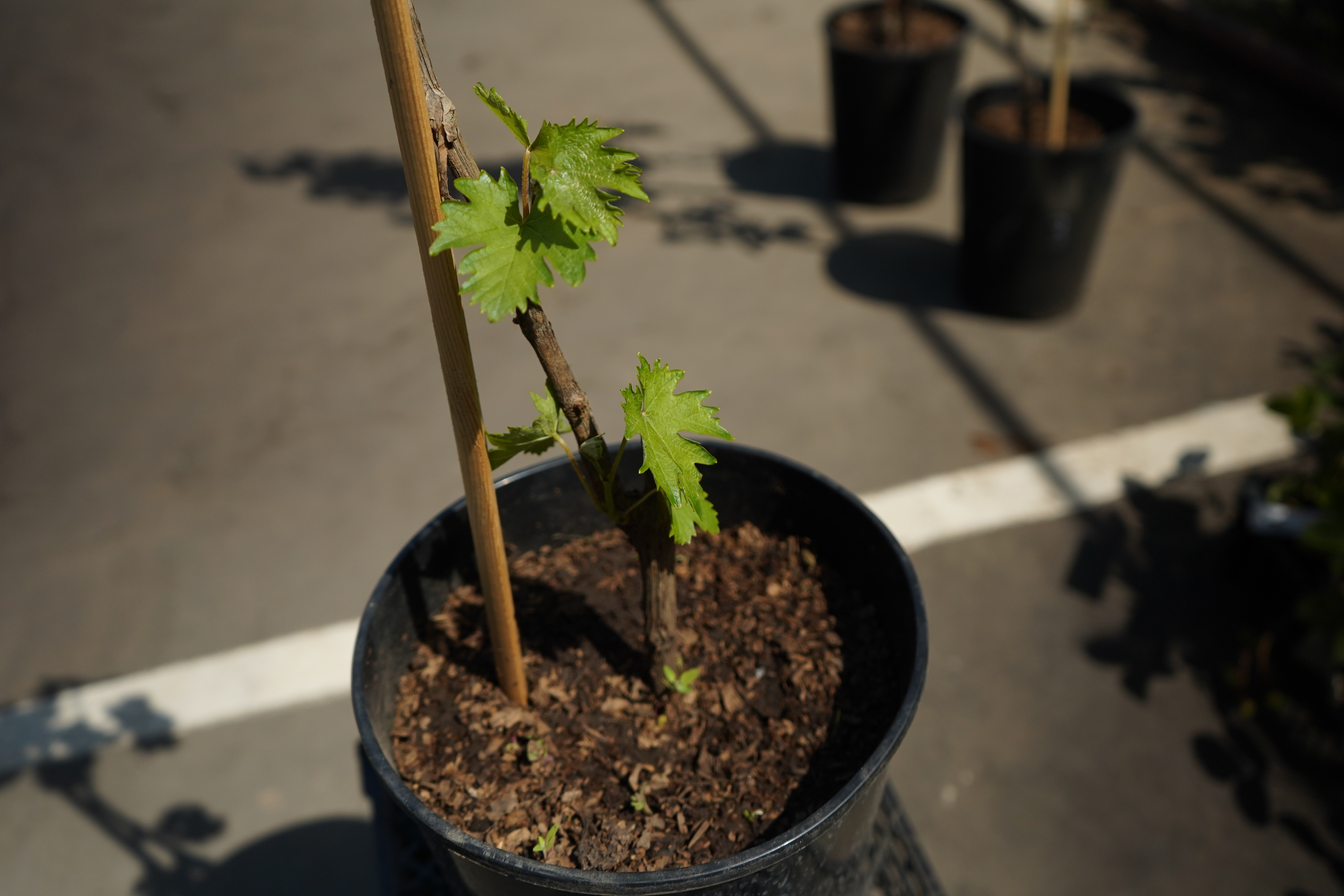 виноград саженцы 5 лет