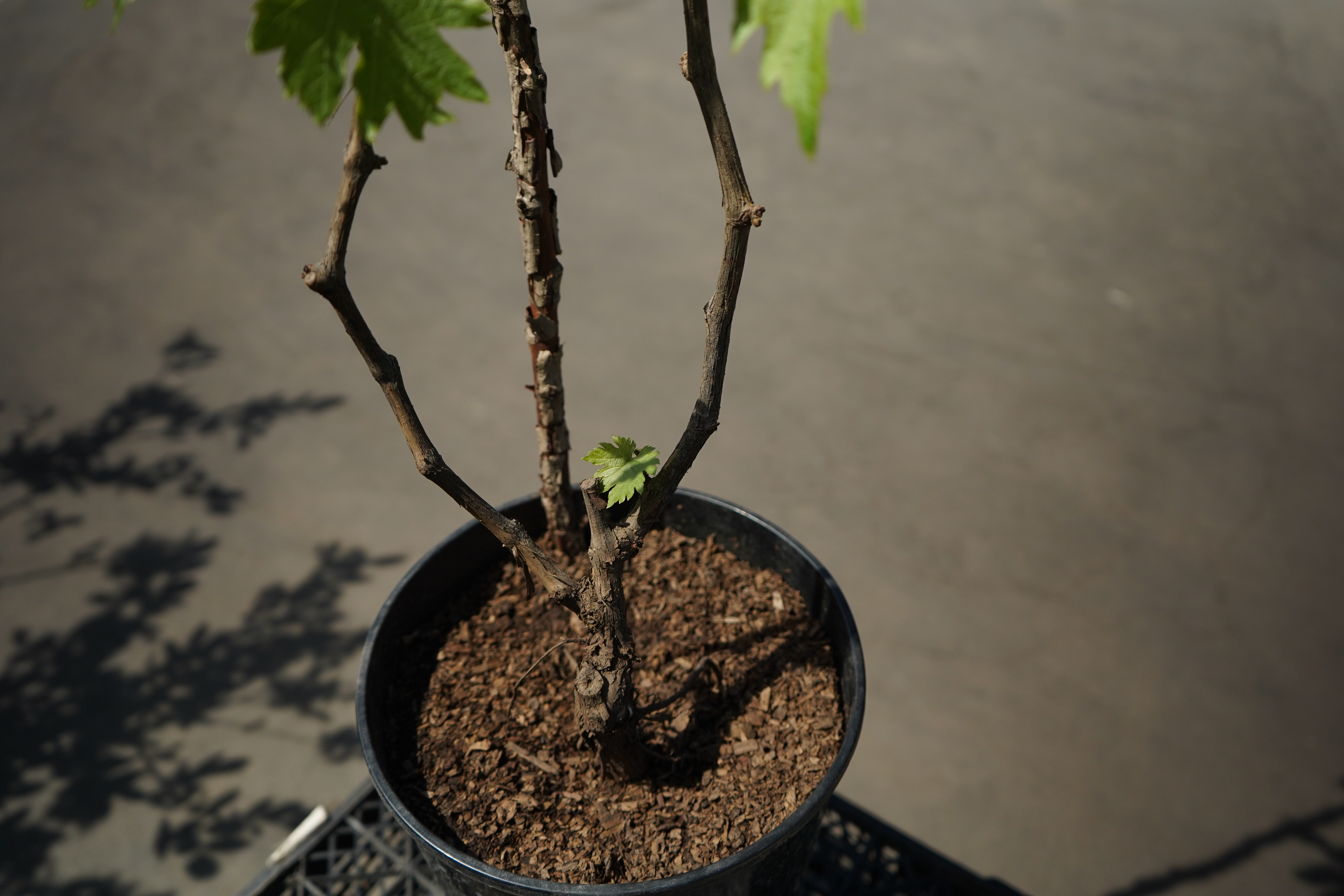 Саженцы винограда как выглядят