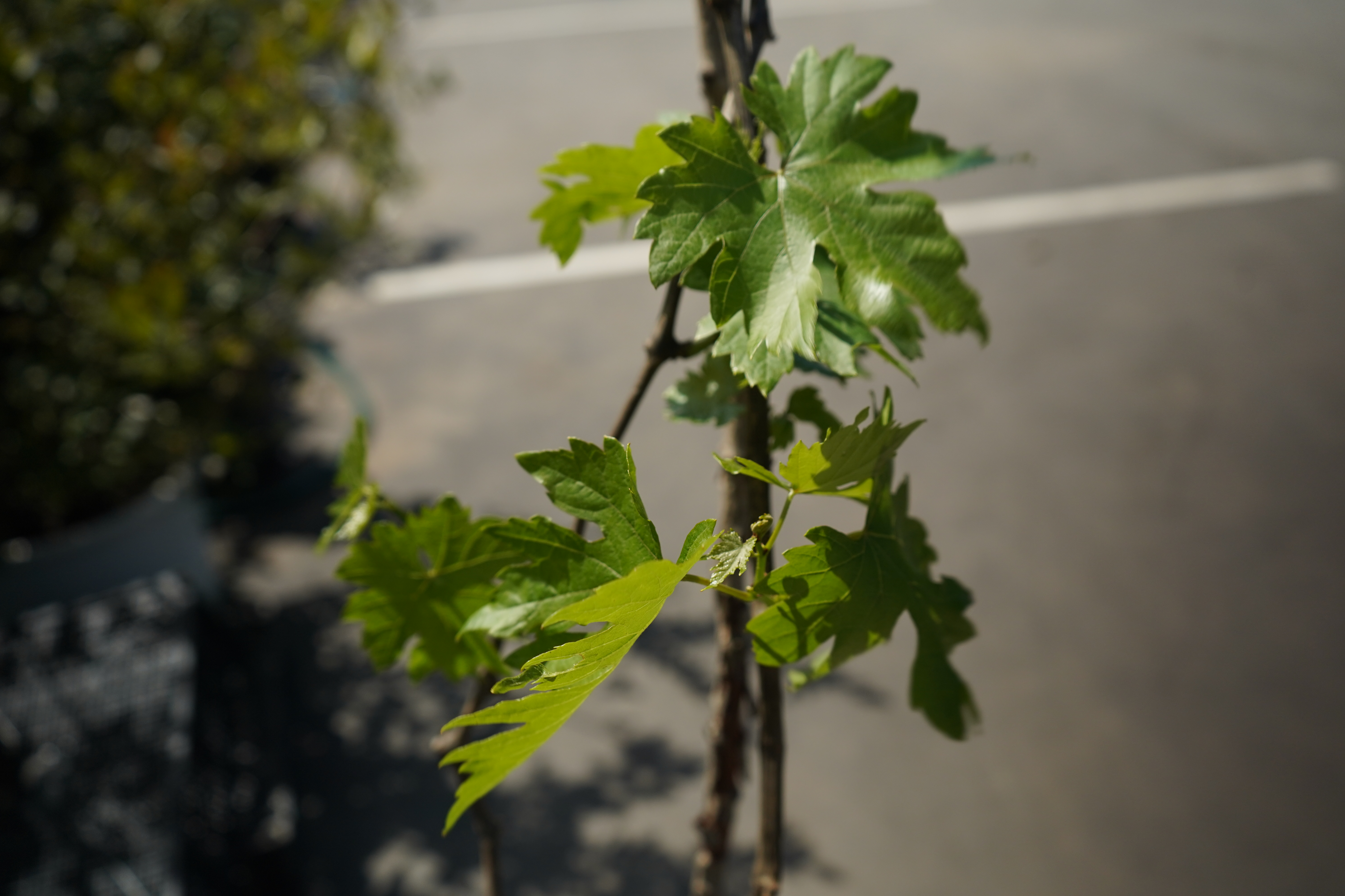 Саженцы винограда 4 года