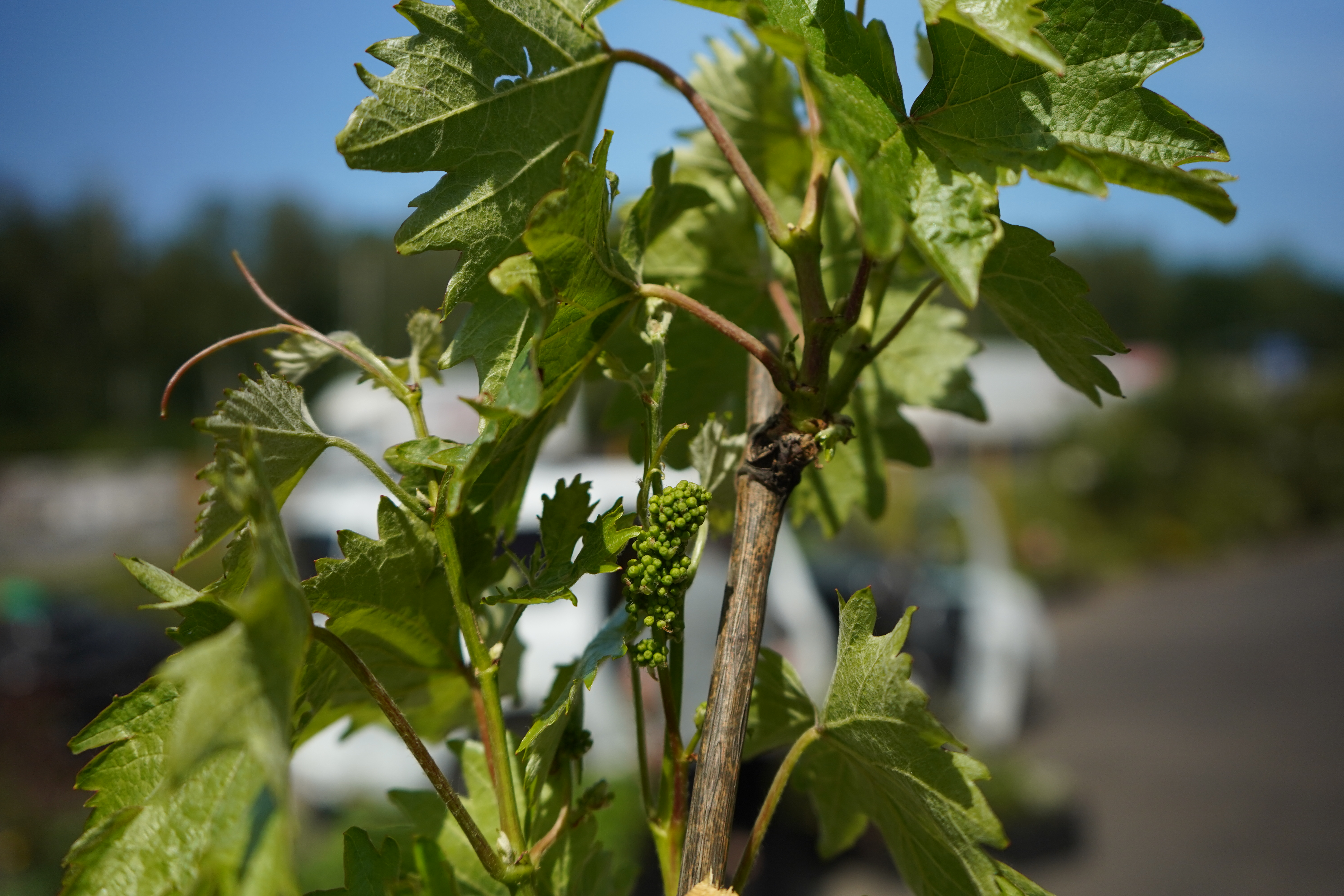 Саженцы винограда 4 года