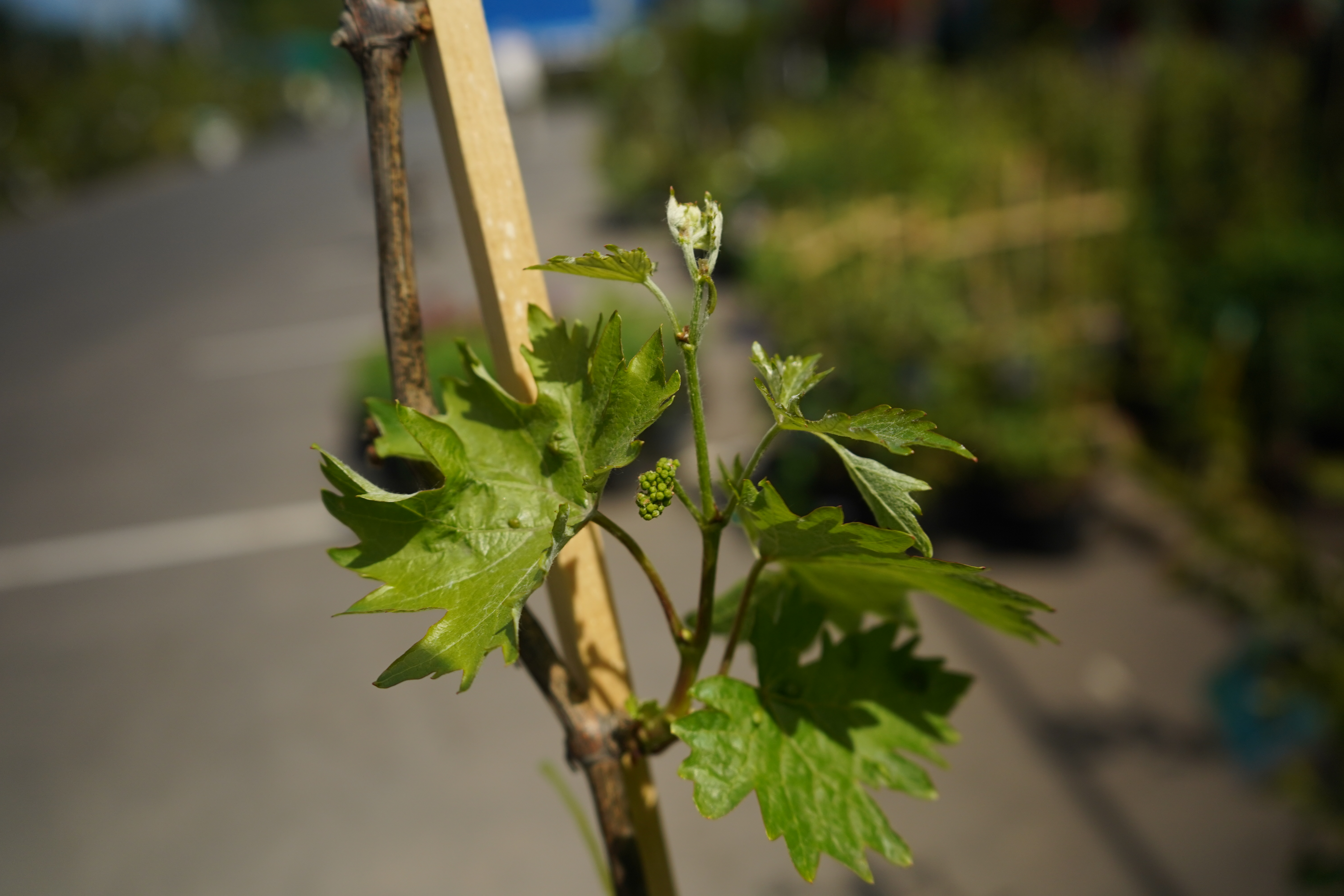 Саженцы винограда 4 года