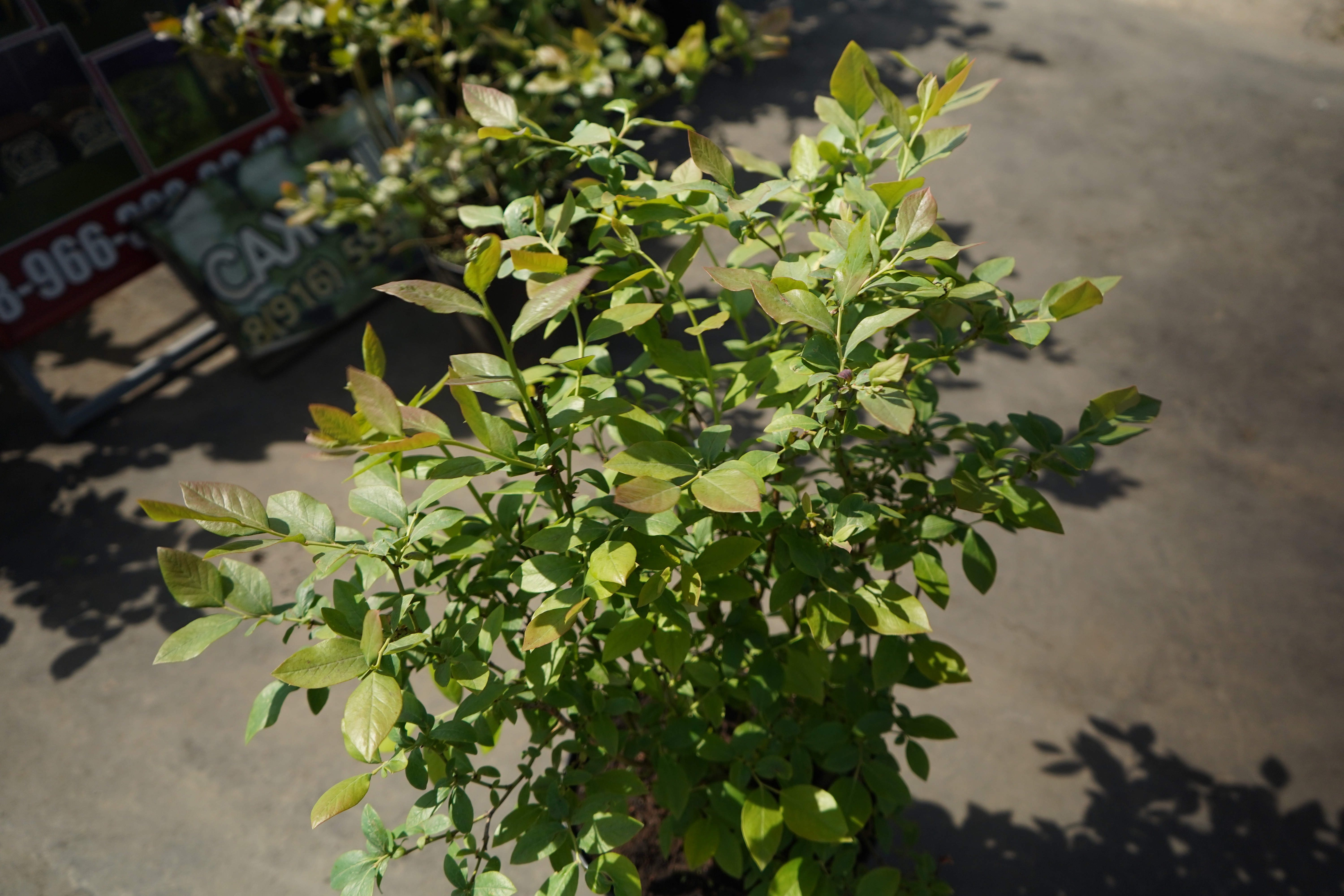 голубика 5 лет