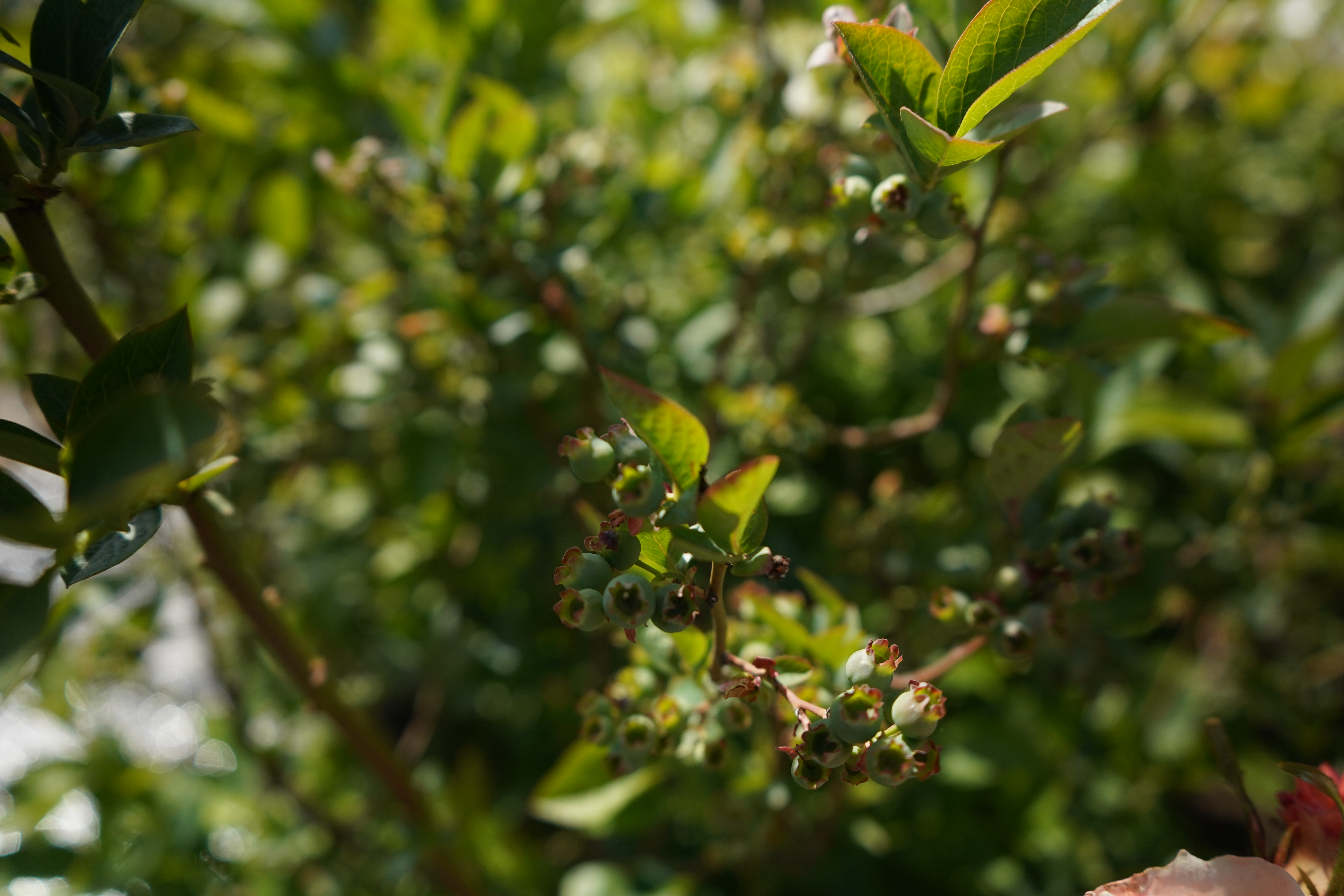 голубика 8 лет