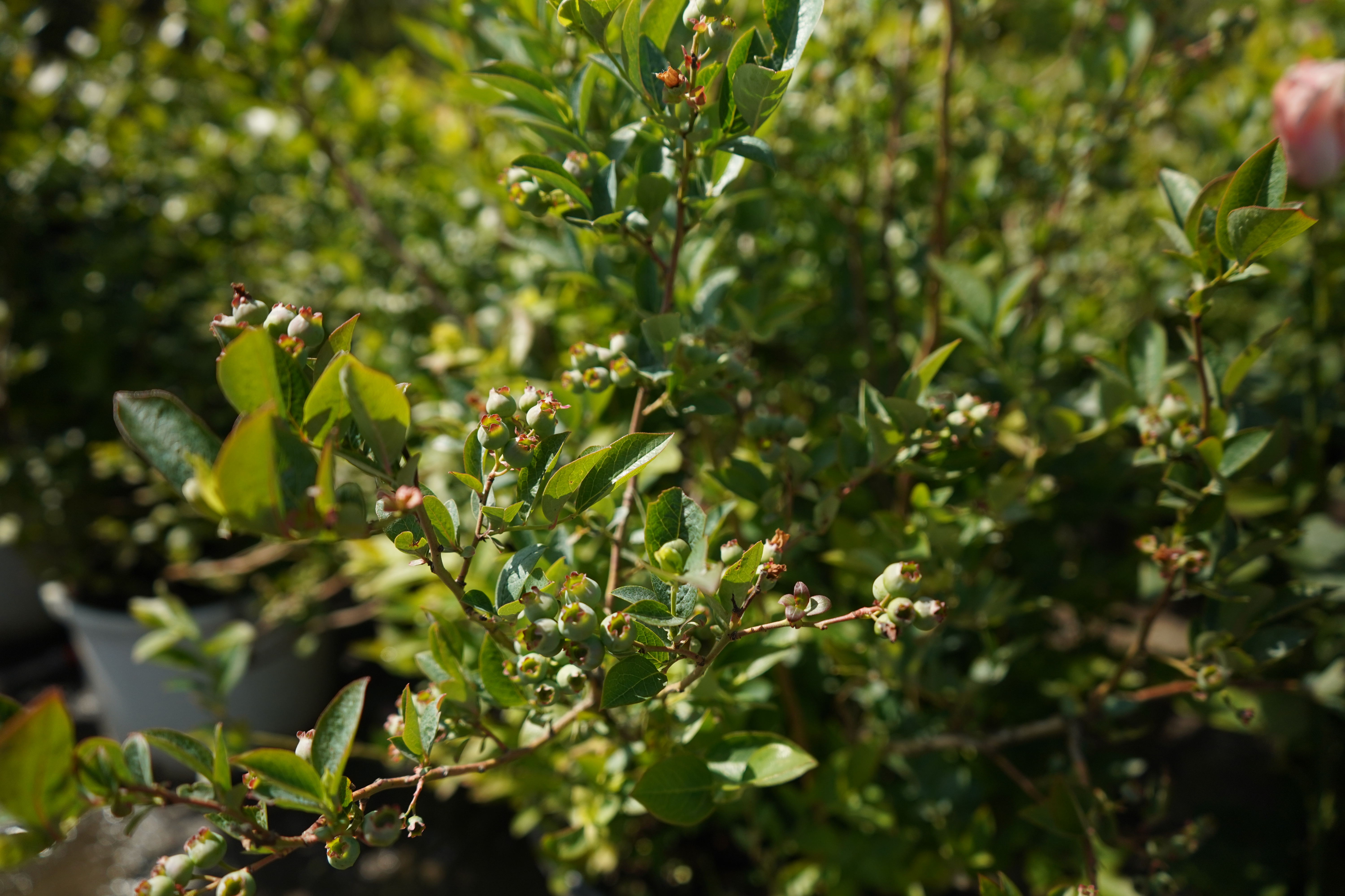 голубика 6 лет