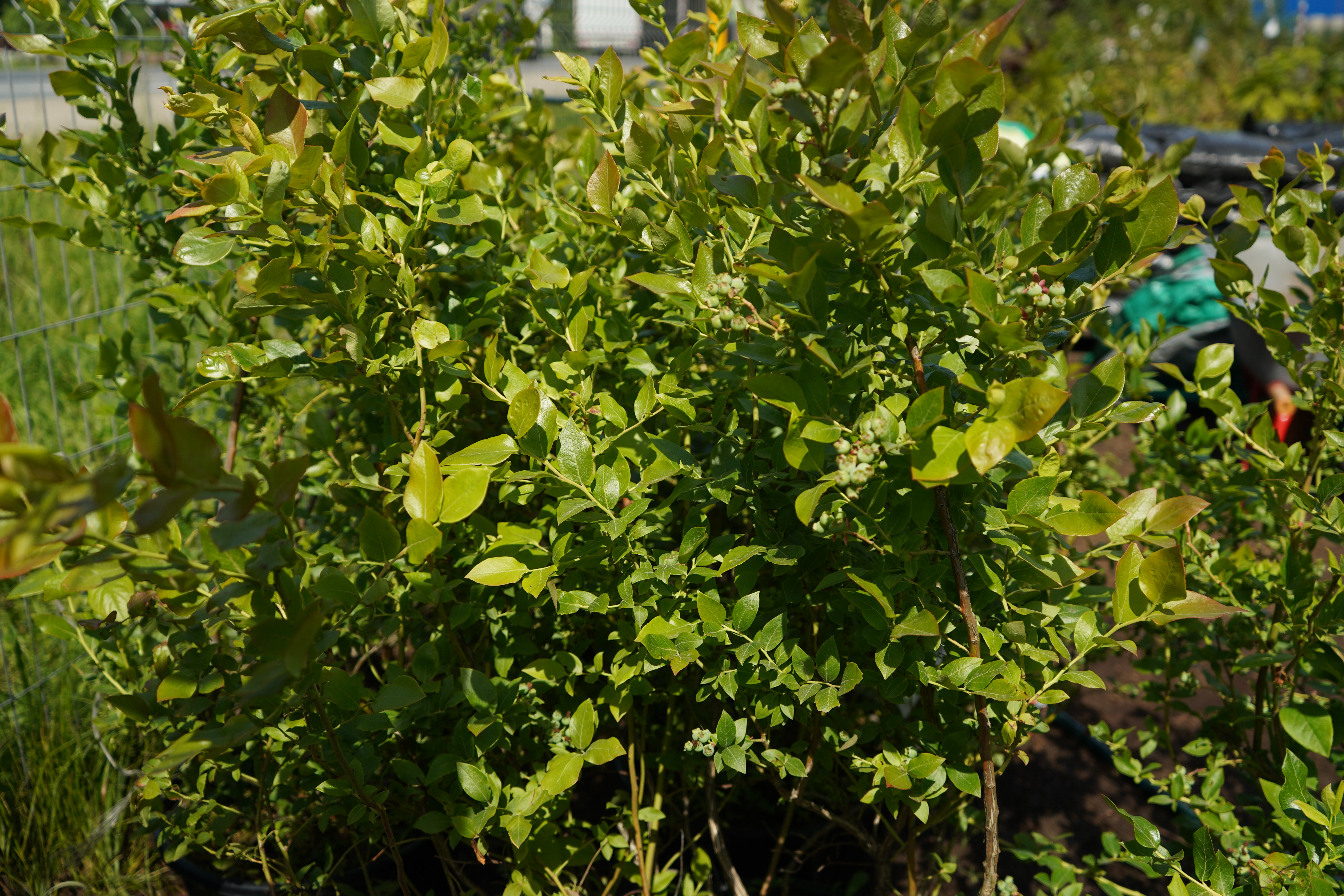 голубика 7 лет