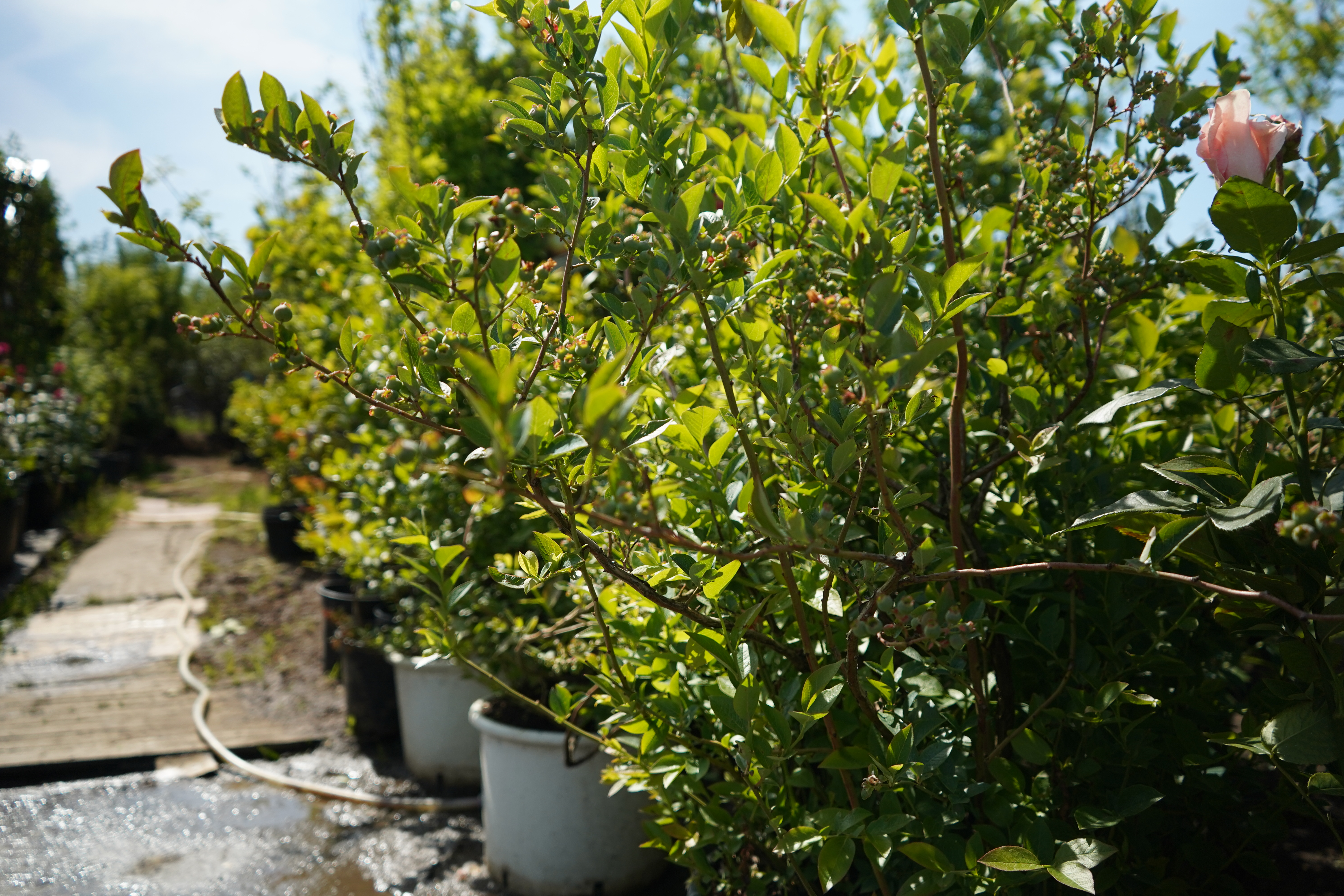 голубика 6 лет