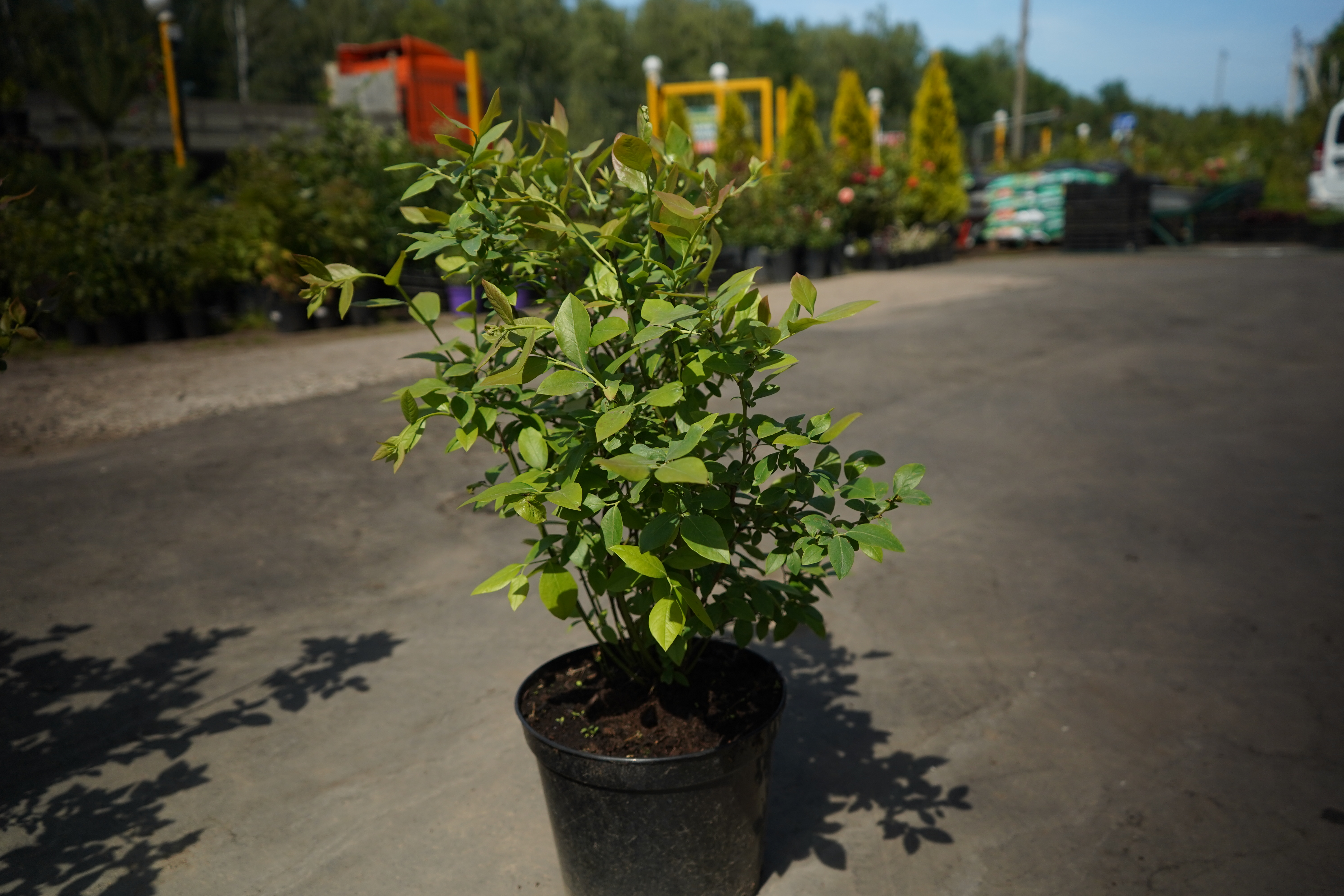 голубика саженцы 5 лет