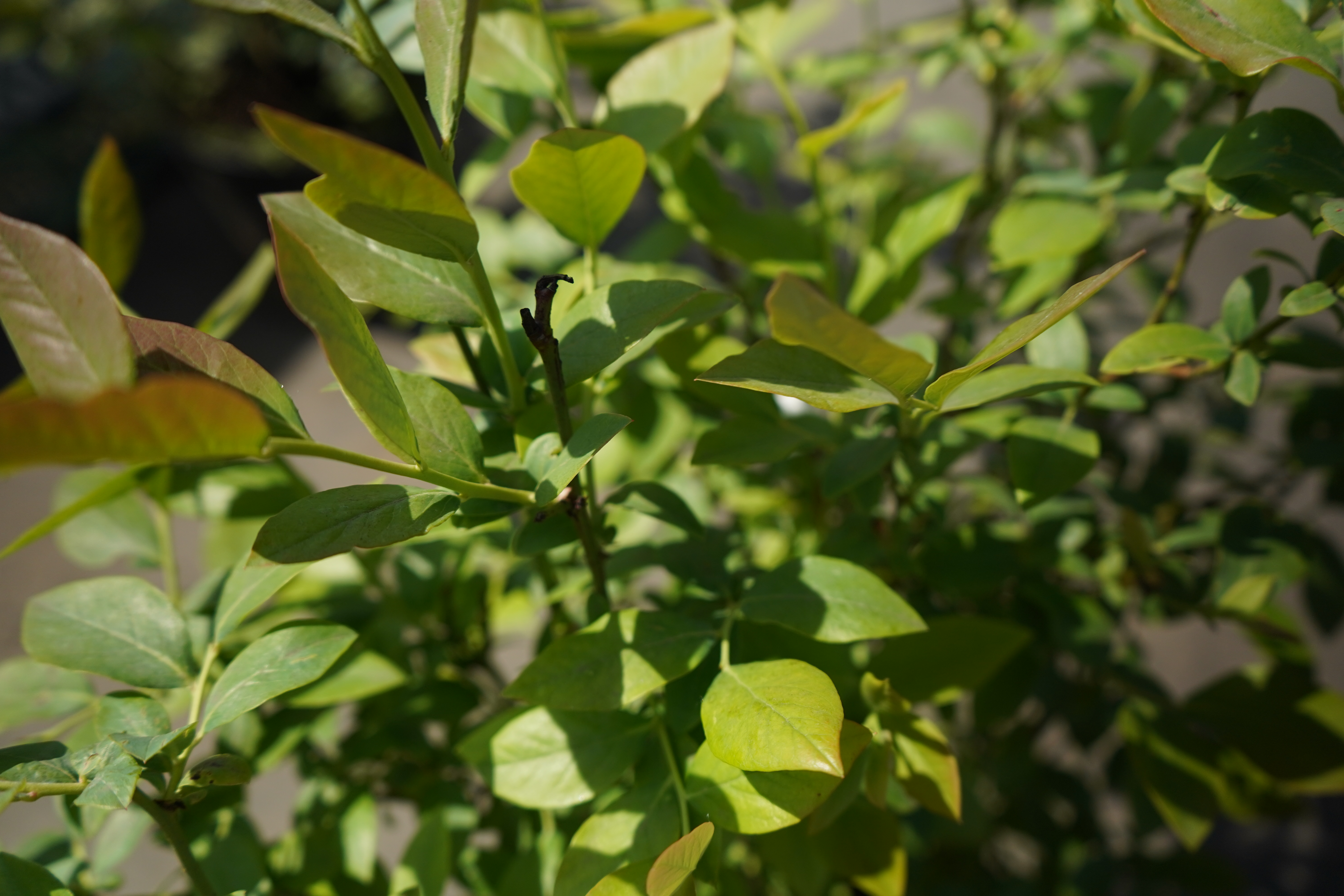 голубика пять лет