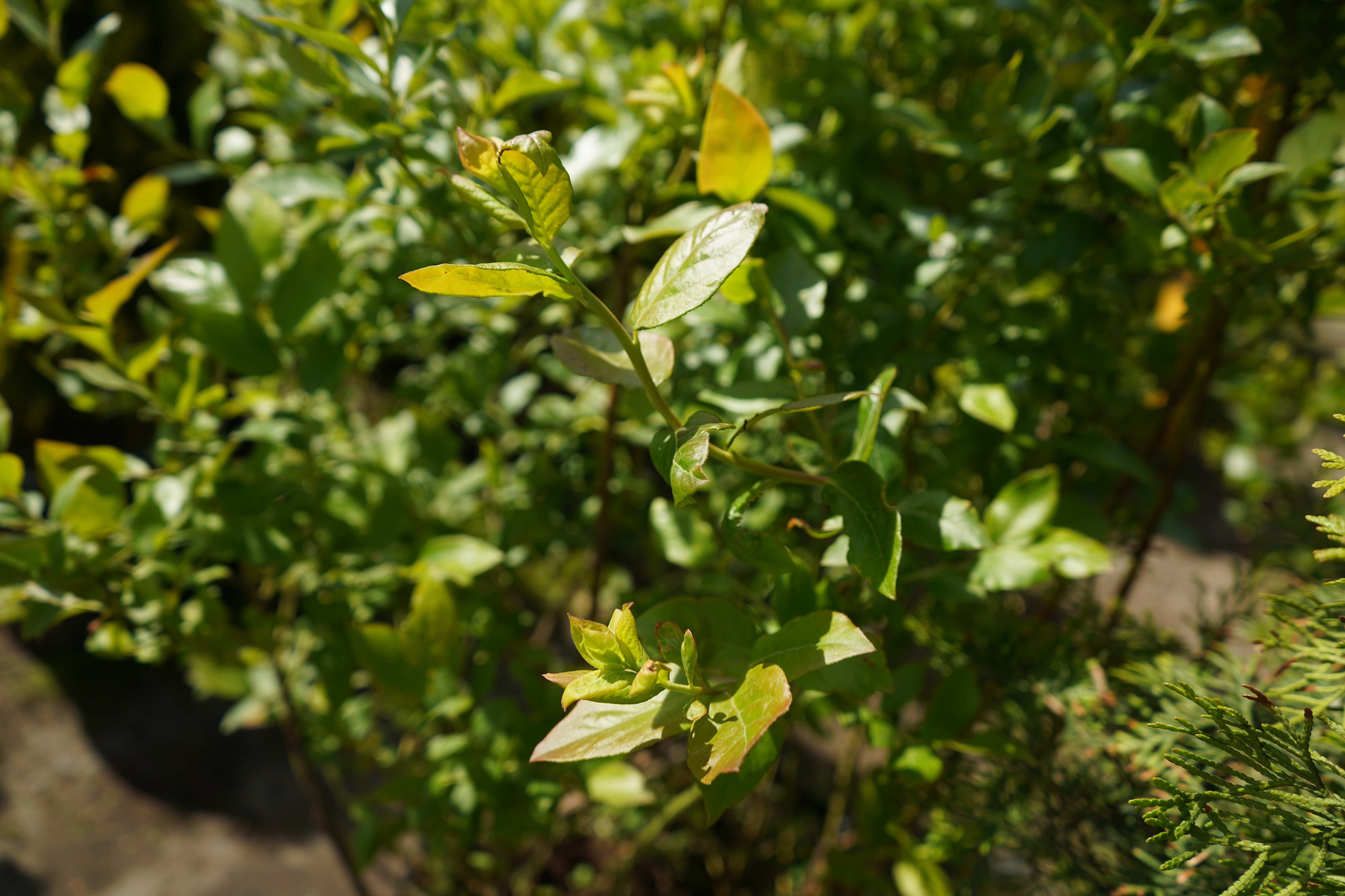 голубика саженцы 5 лет