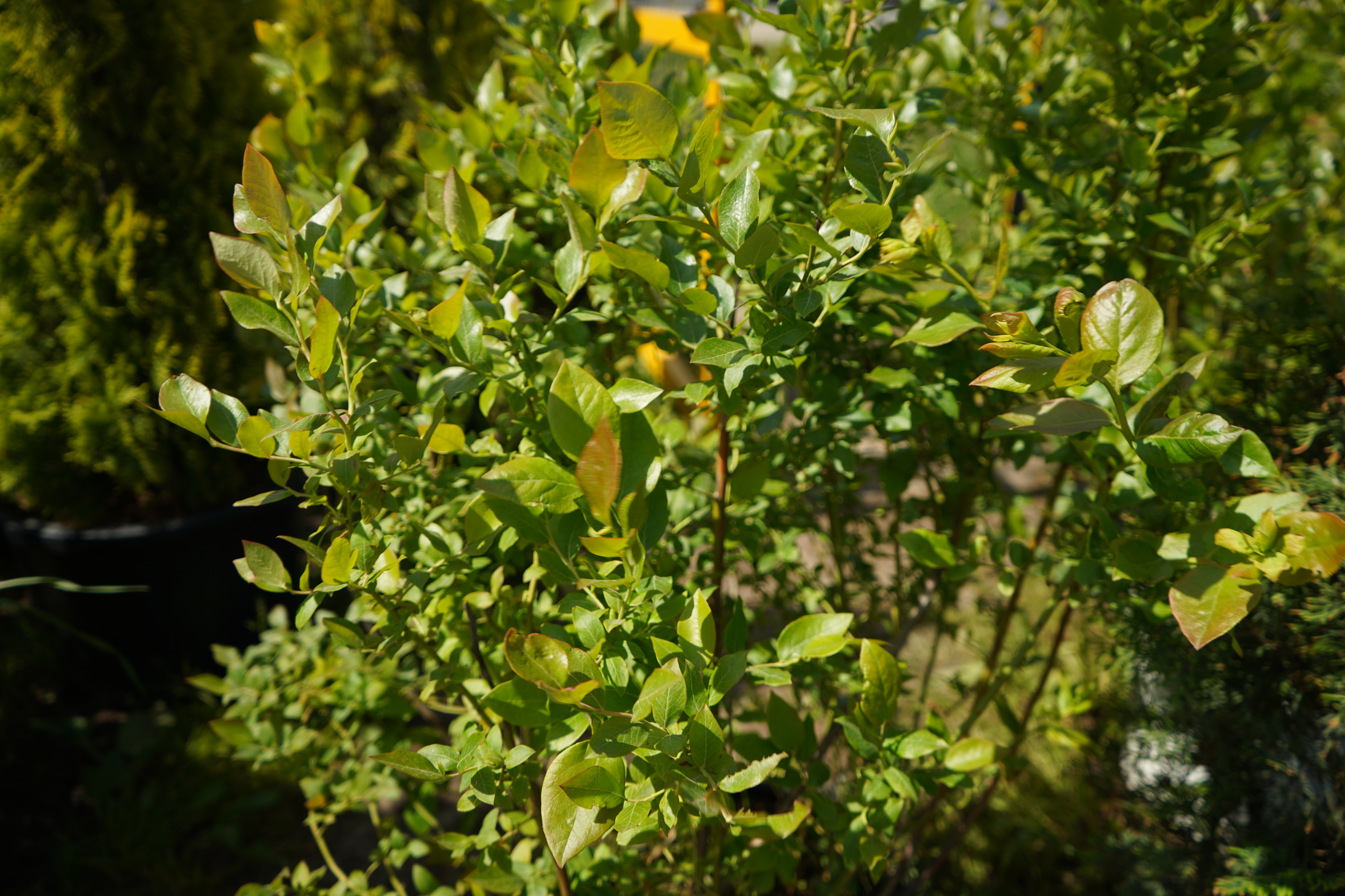 голубика саженцы 5 лет