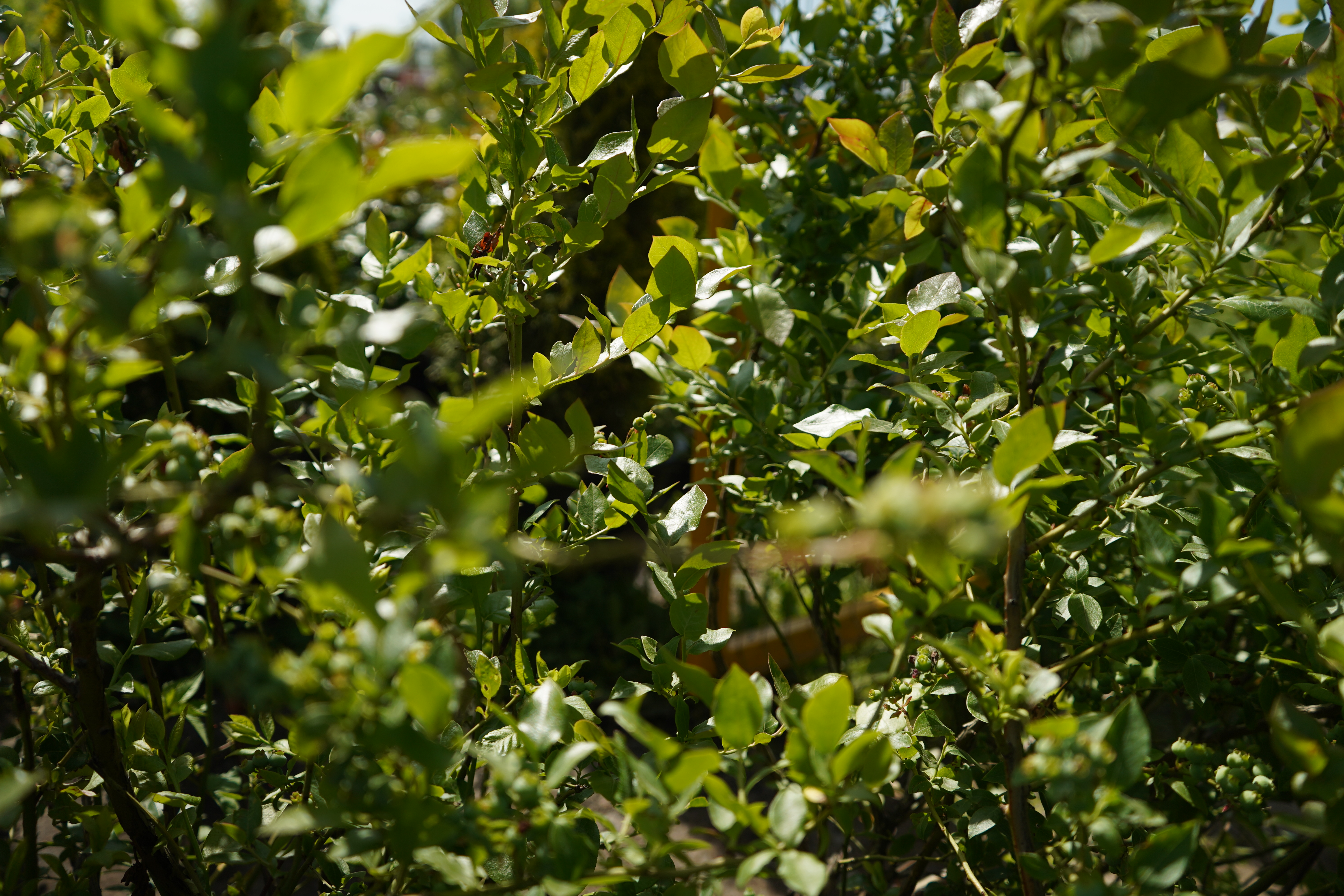 голубика 6 лет