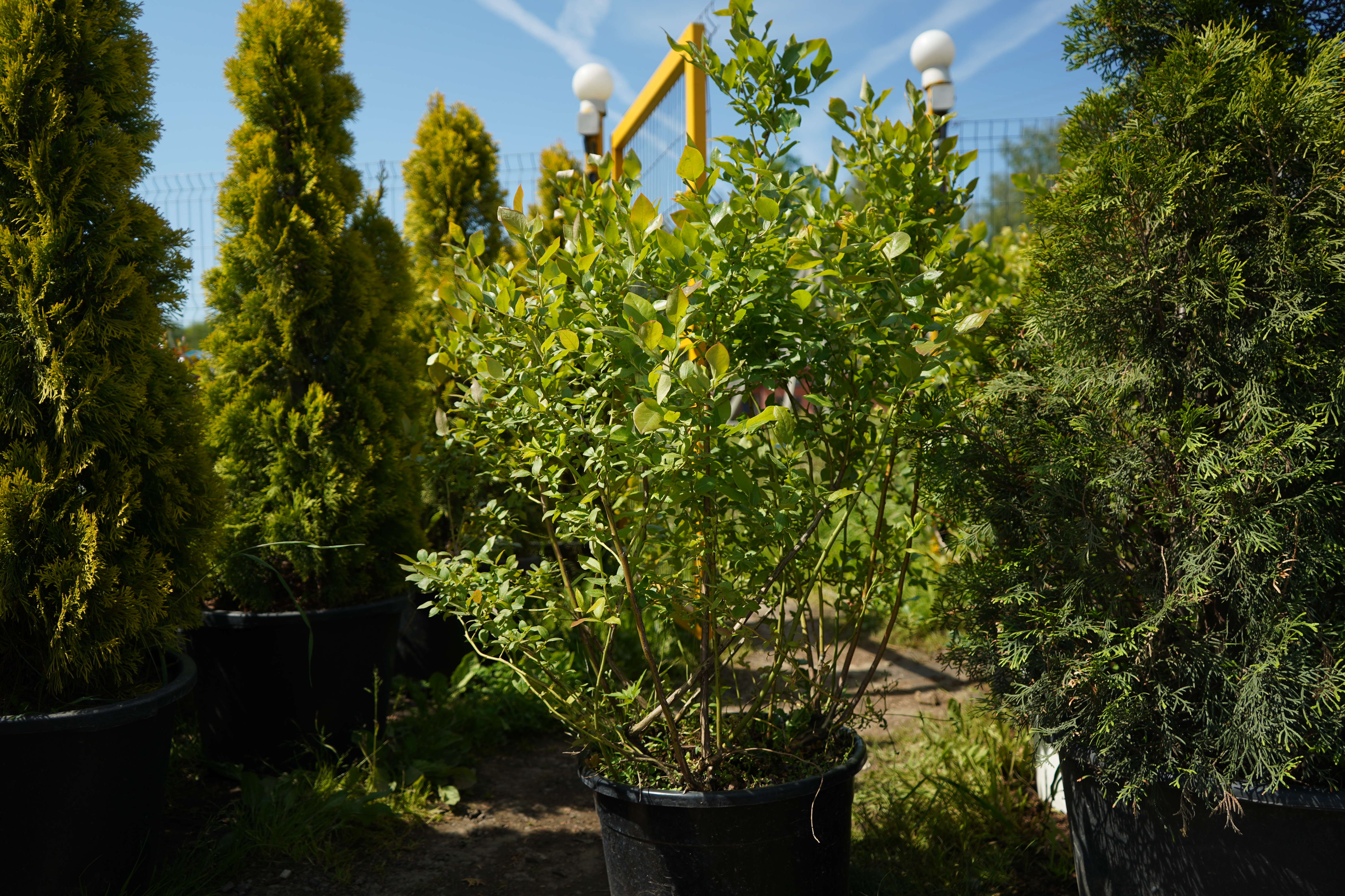 Саженцы голубики как выглядят