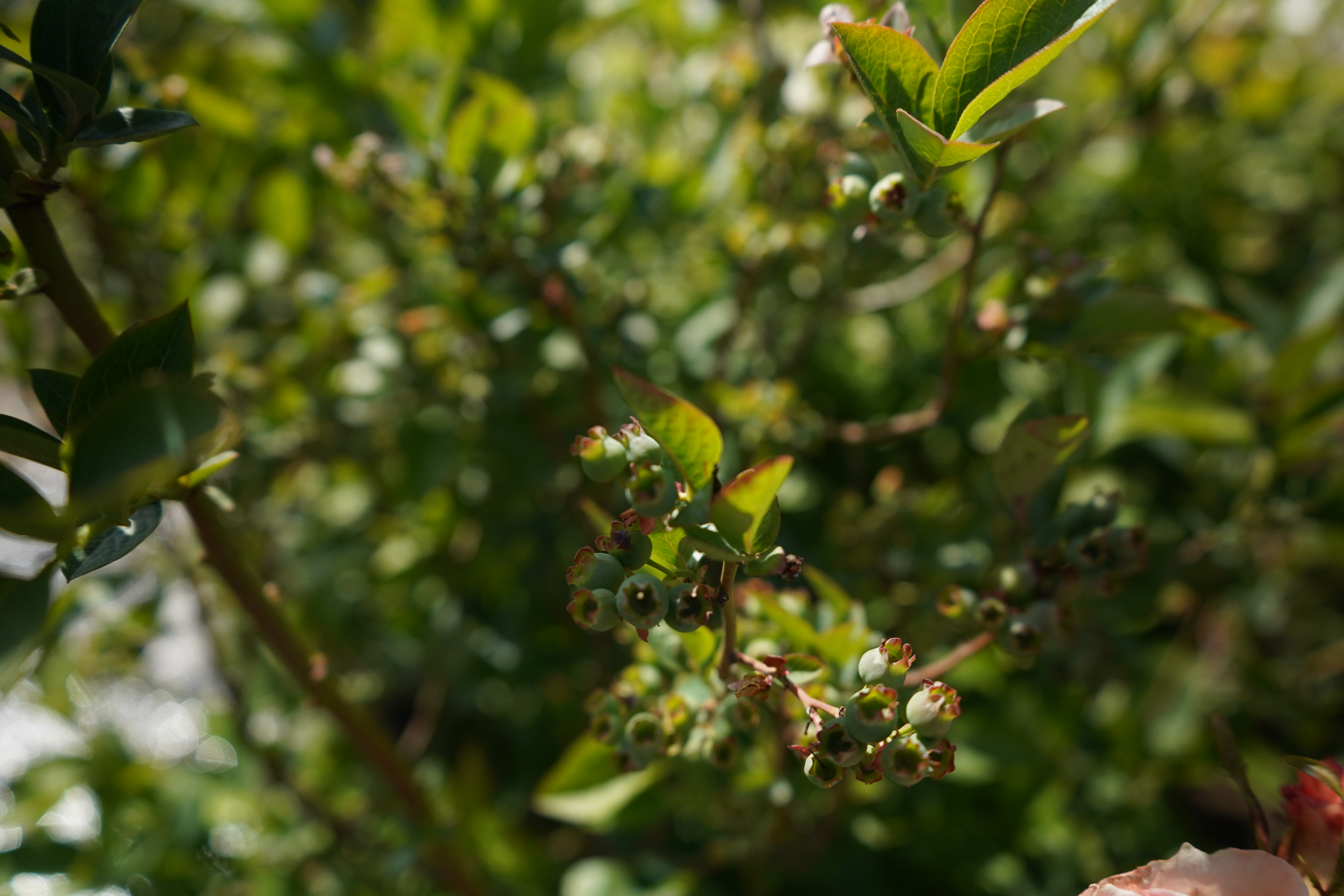 голубика 6 лет