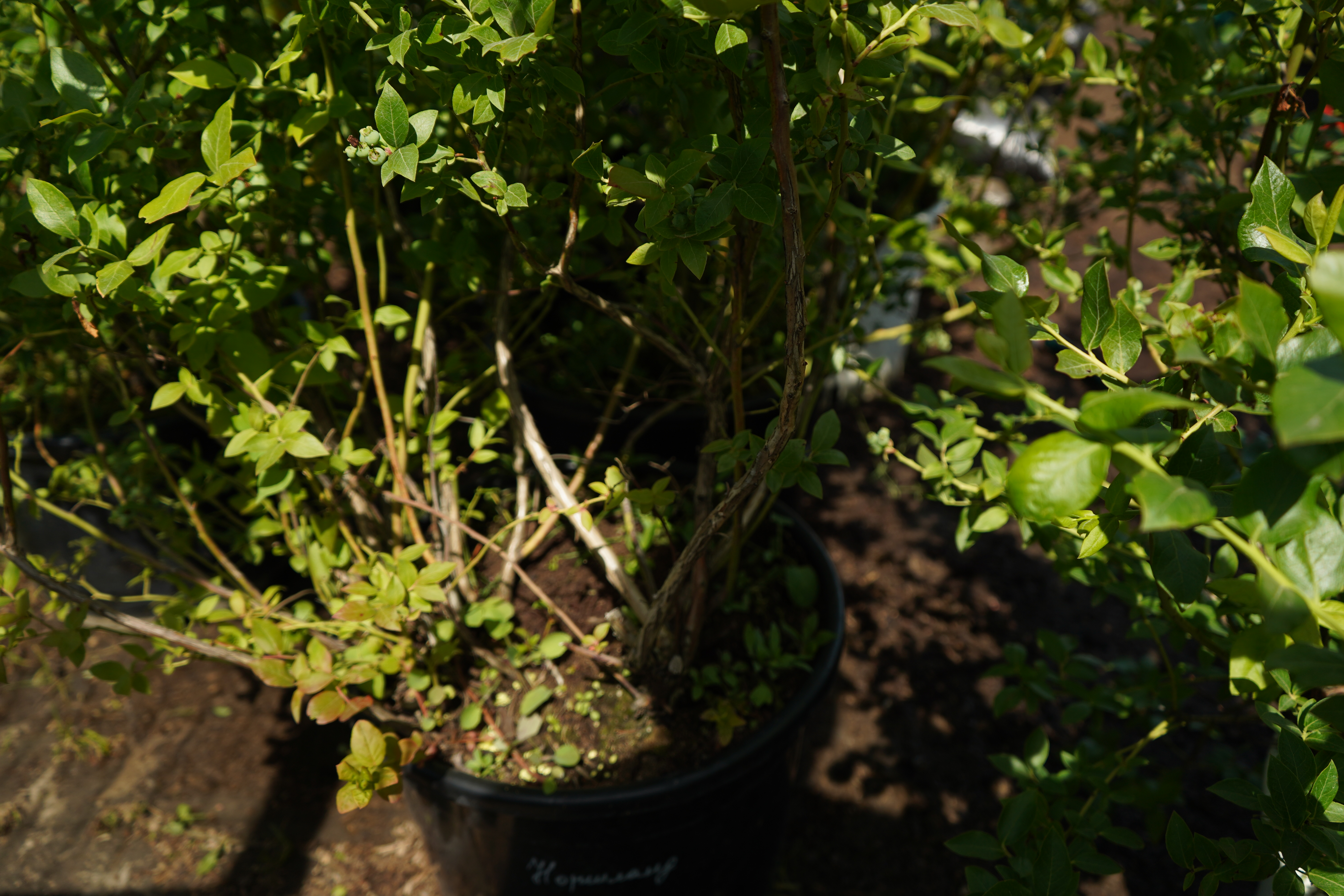 голубика 7 лет