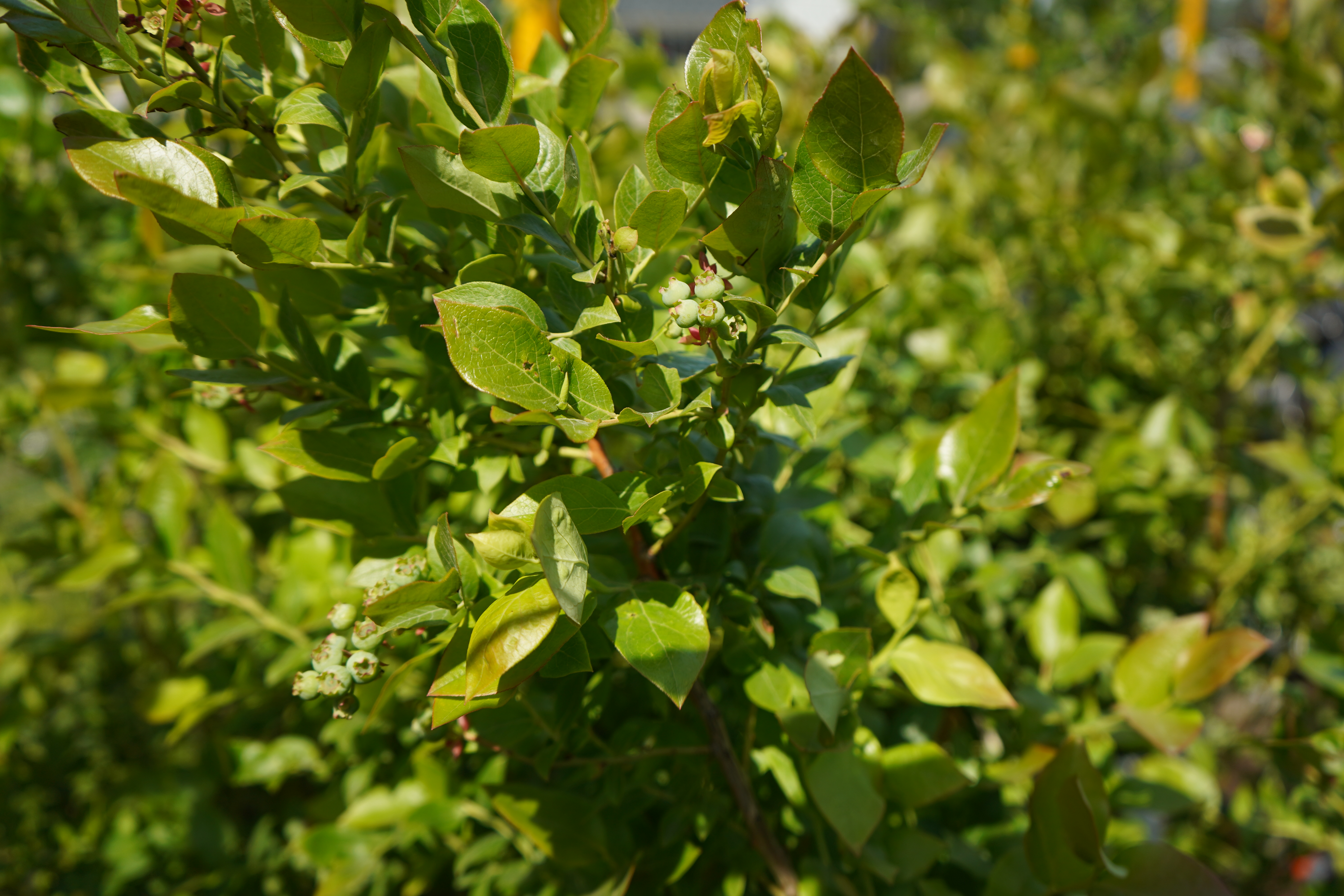 голубика 7 лет