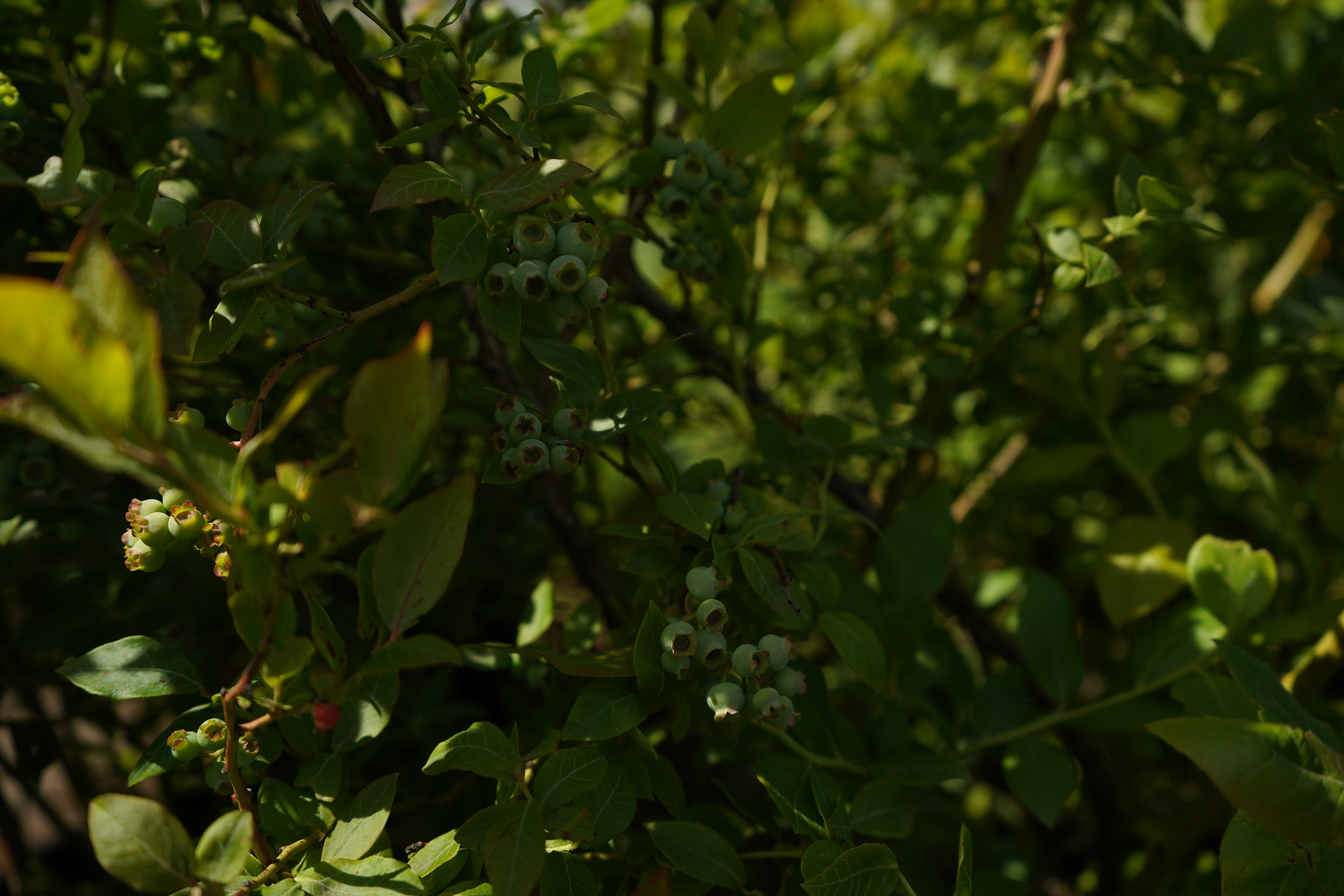 голубика 7 лет