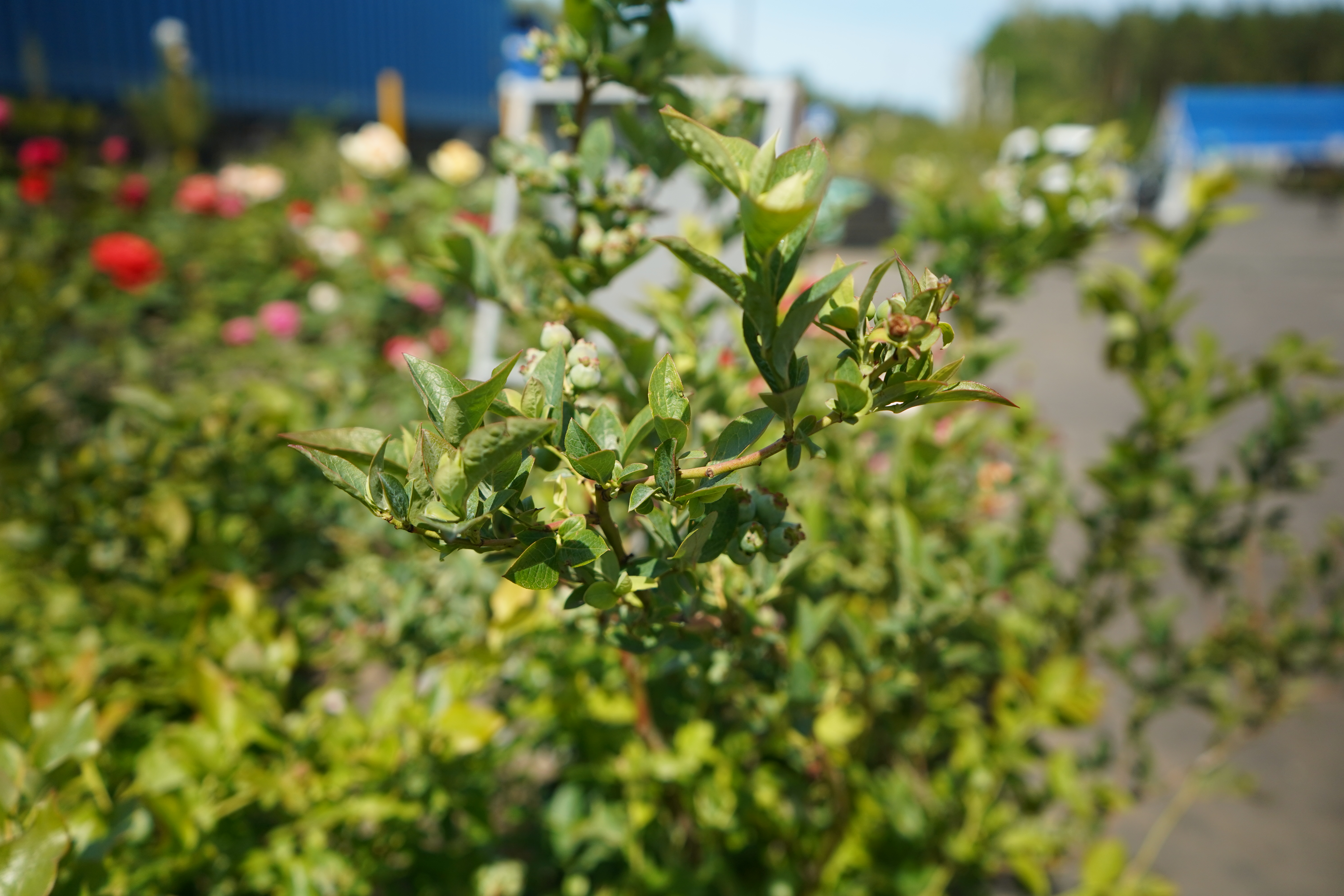 голубика 7 лет