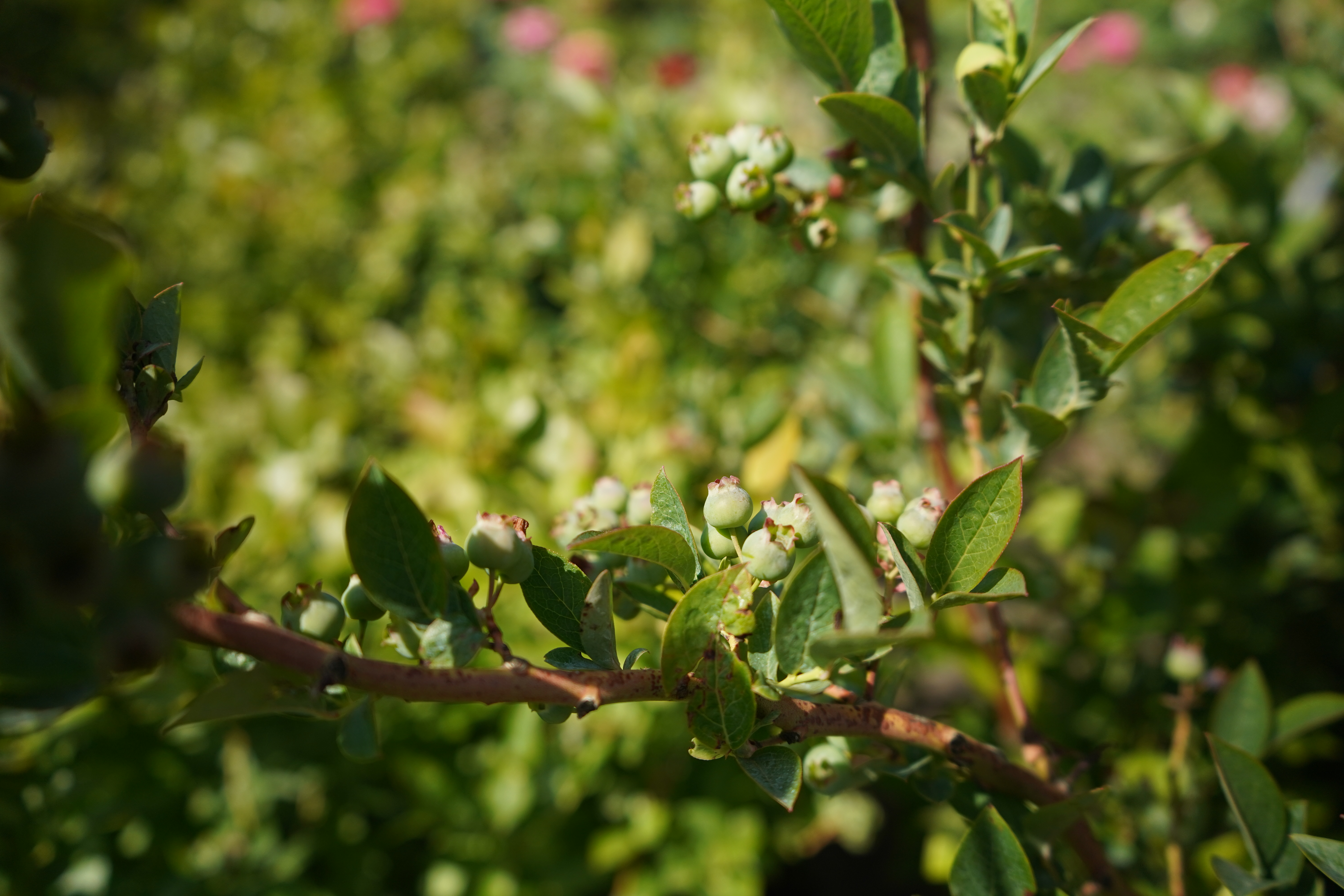 голубика 8 лет