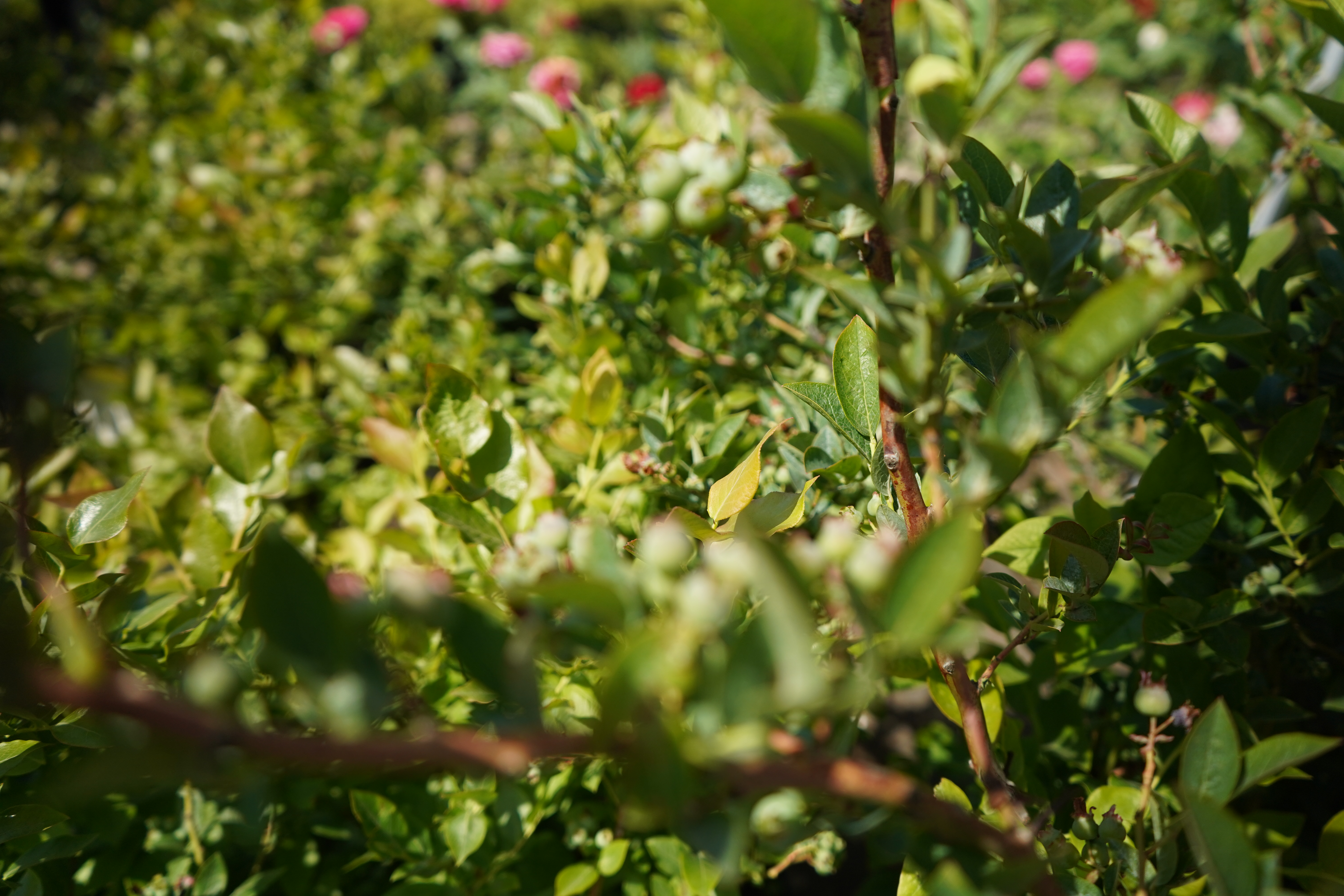 голубика 8 лет