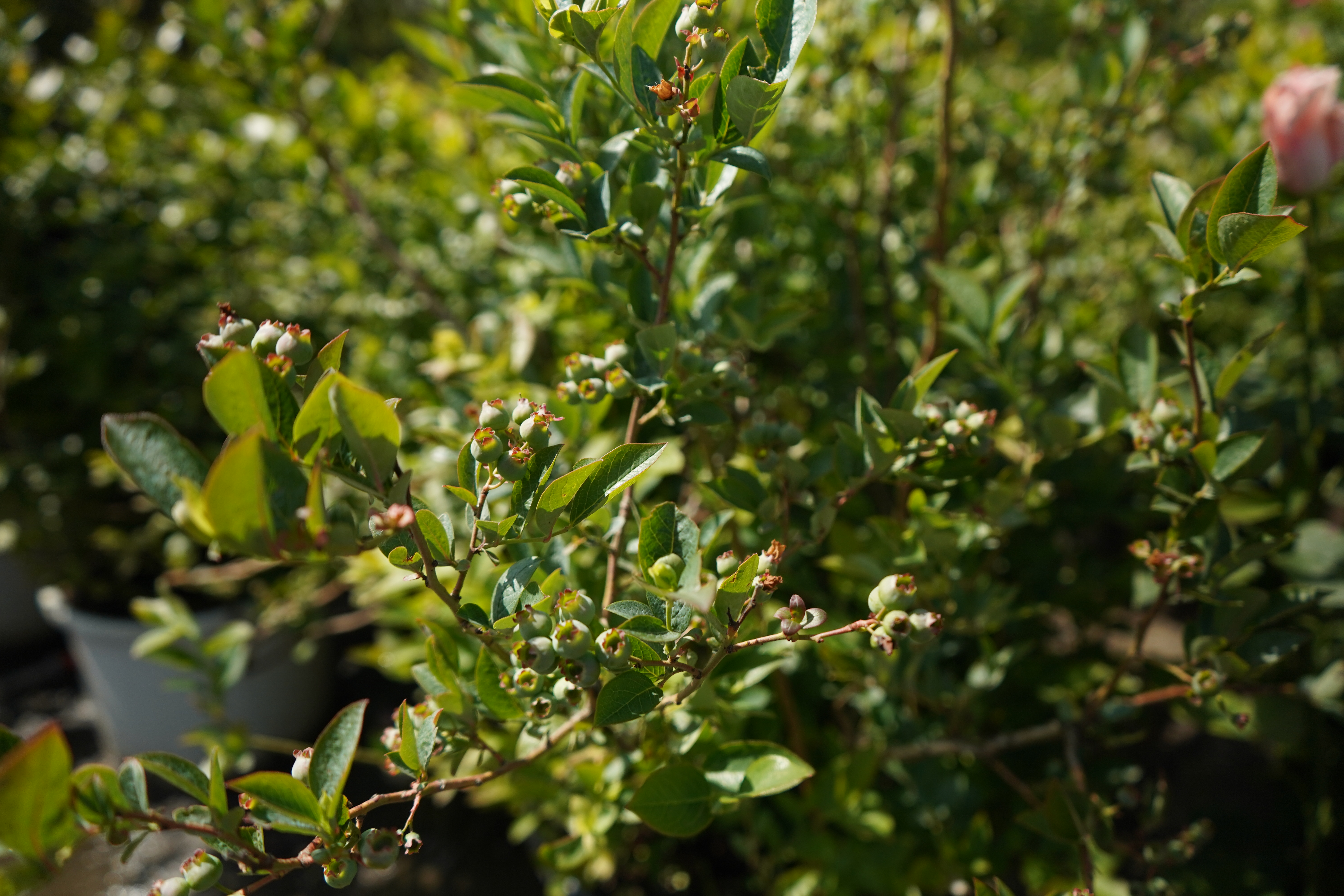 голубика 8 лет