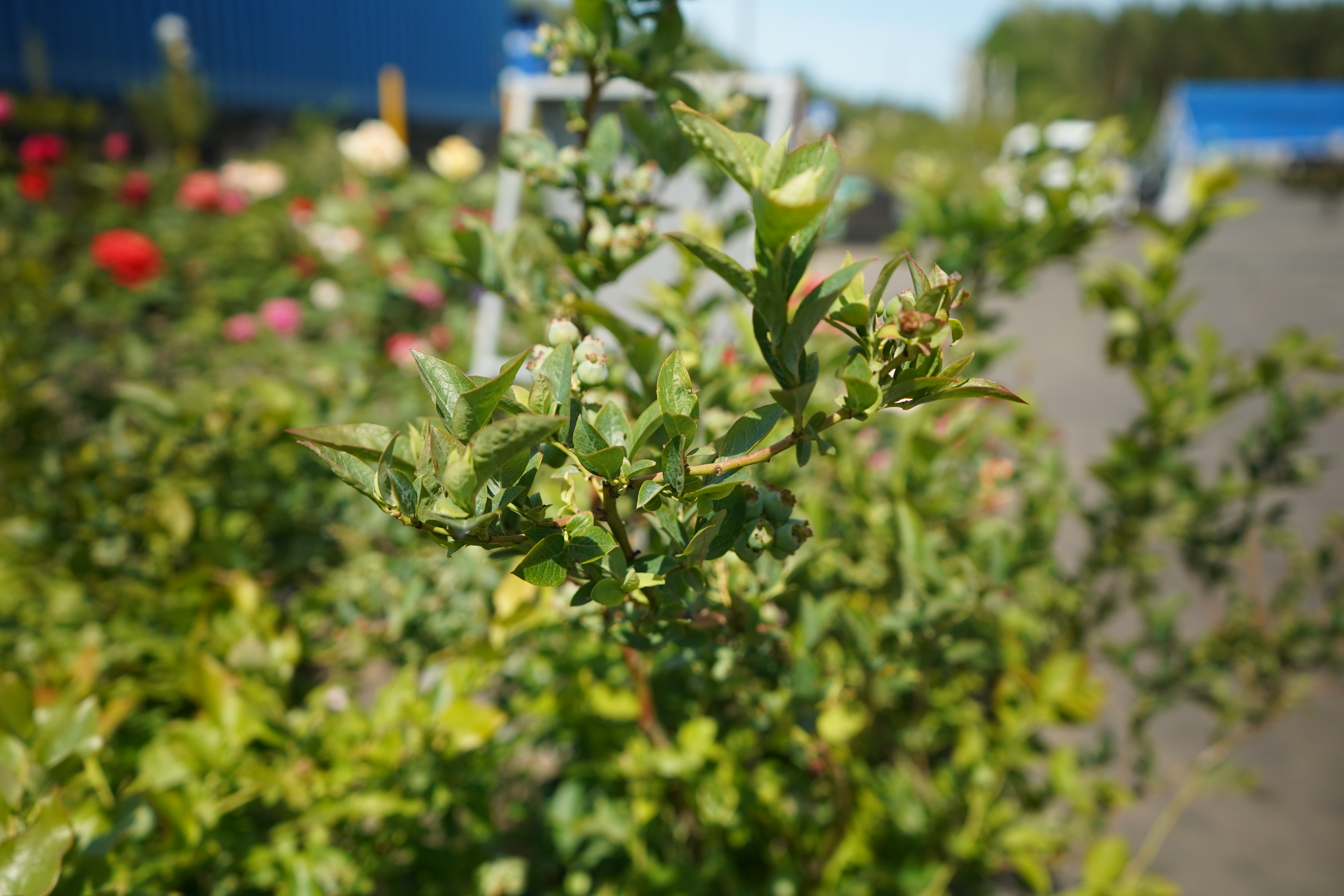 голубика 8 лет