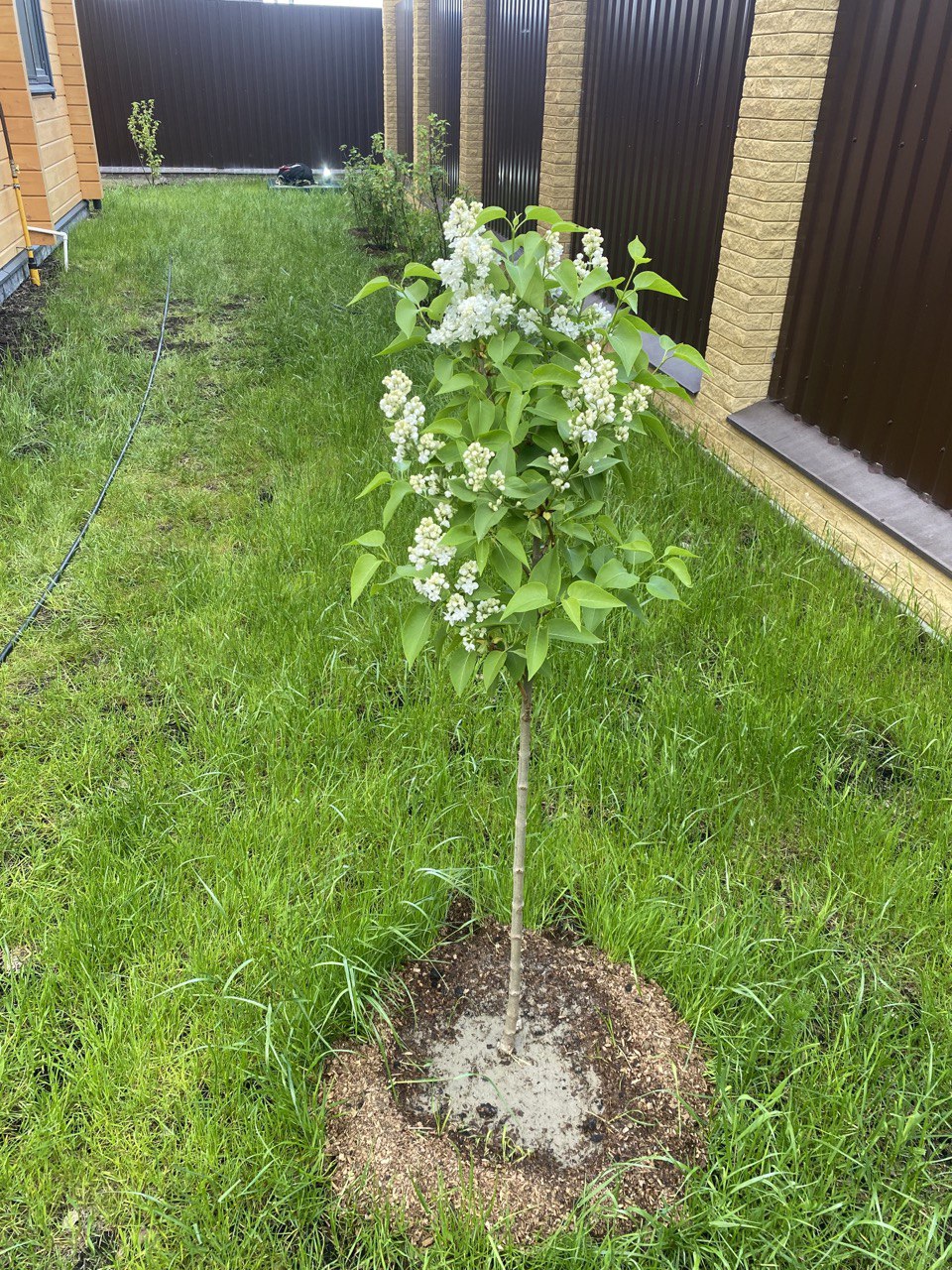 саженцы декоративные растения
