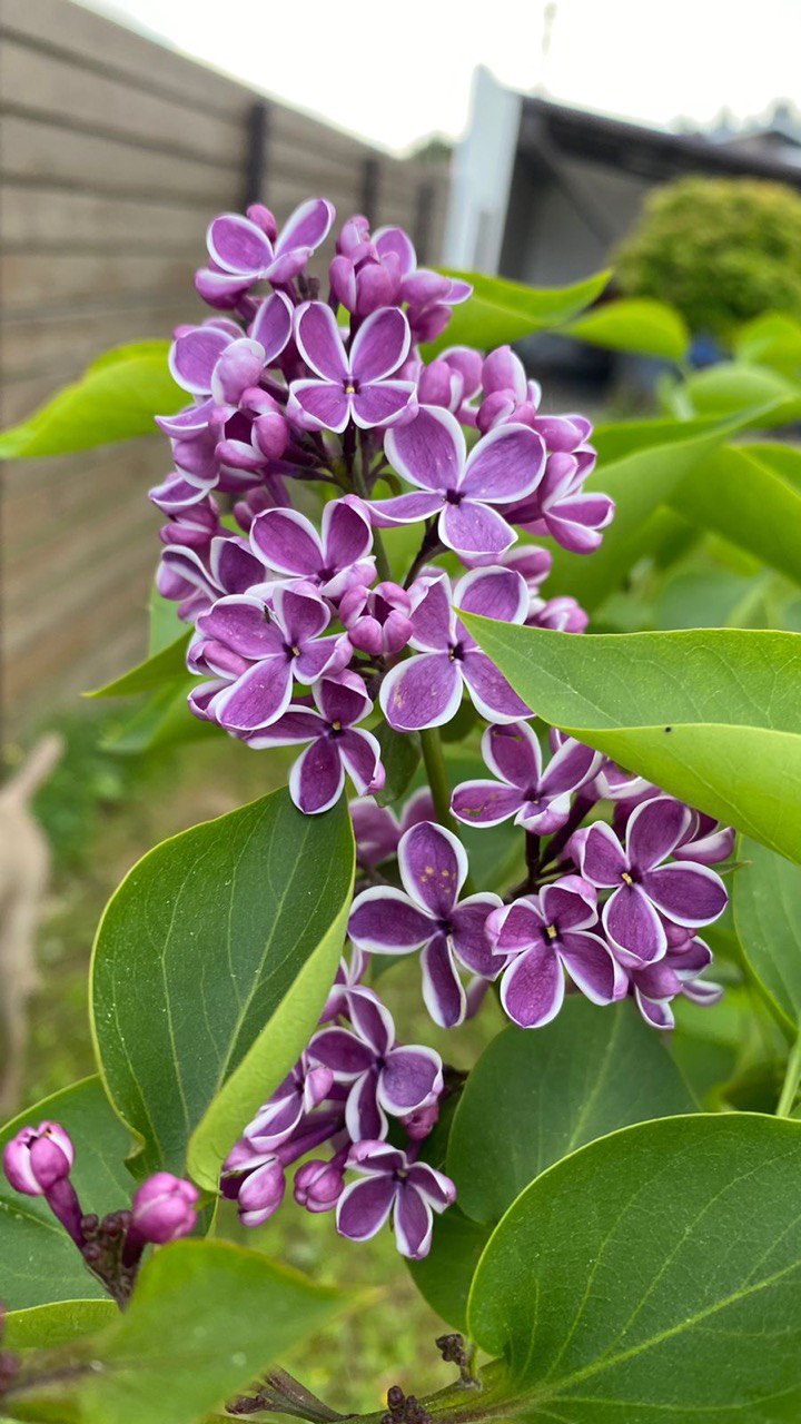 саженцы декоративные растения