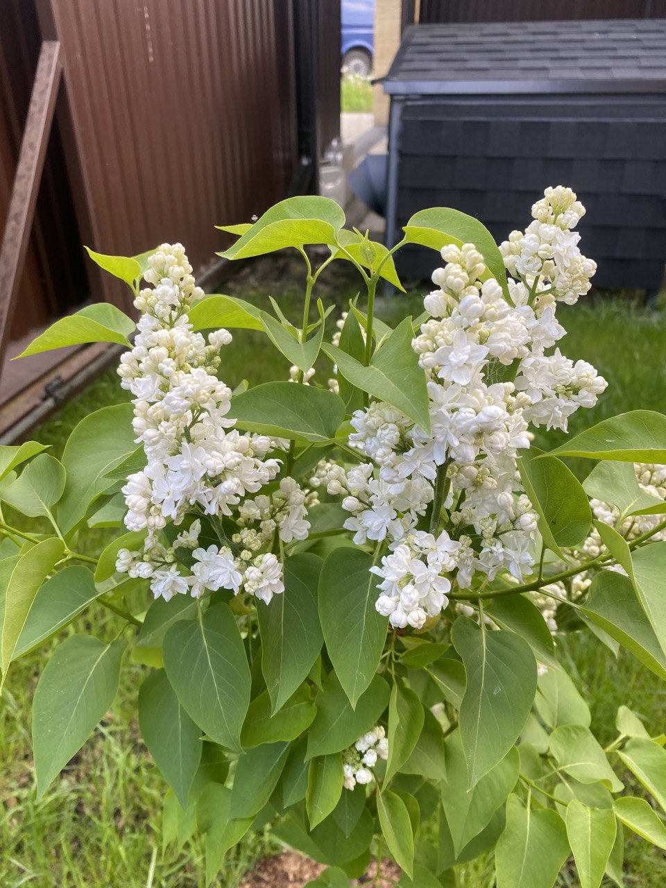 саженцы декоративные растения