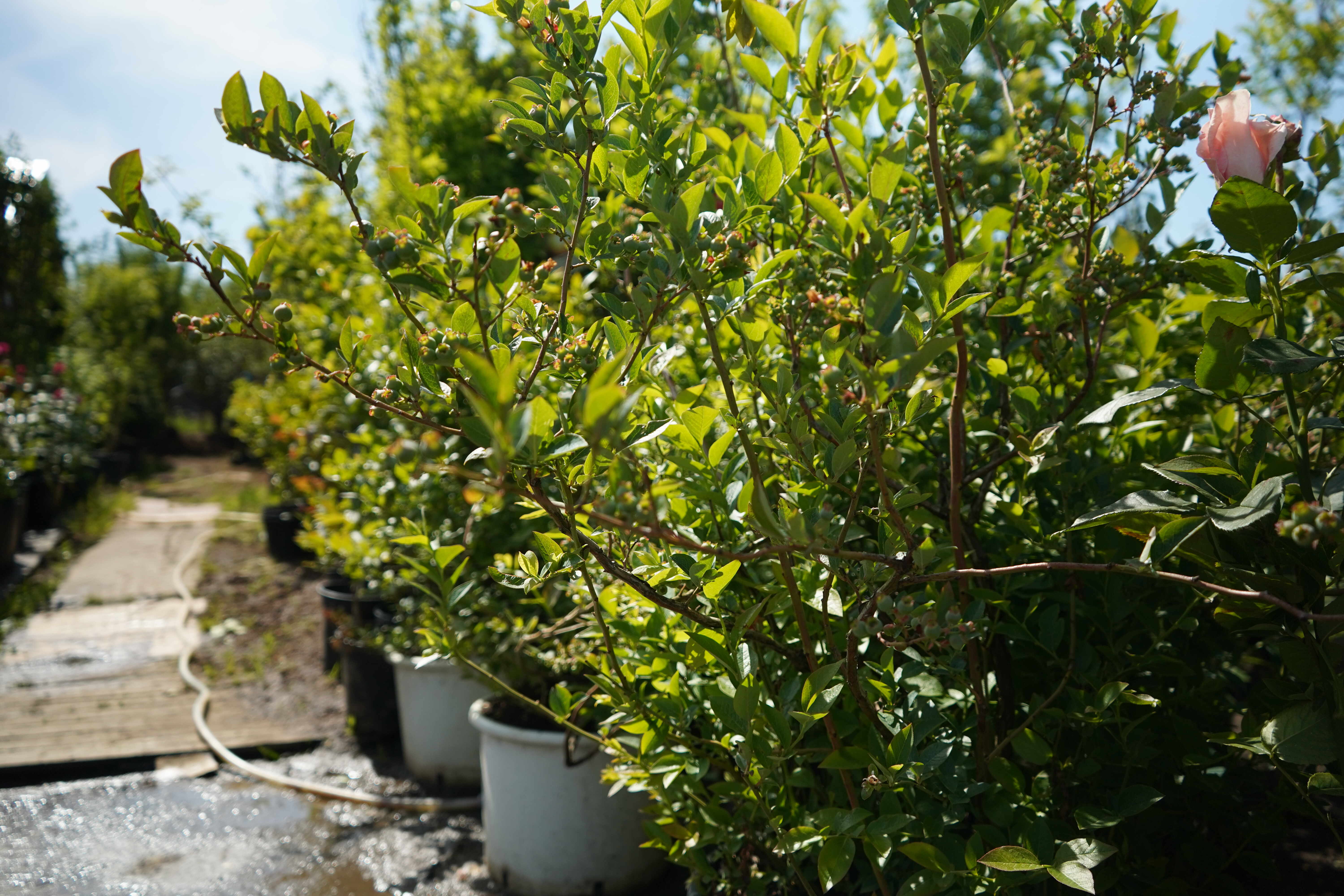 Питомник садовых растения Кольцово