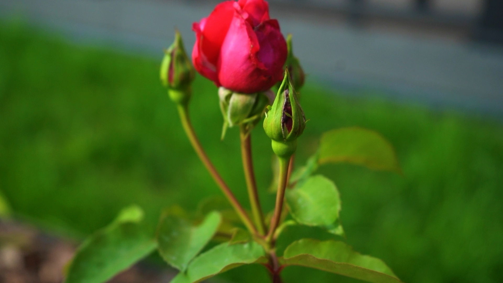 саженцы роза в контенере с зкс 