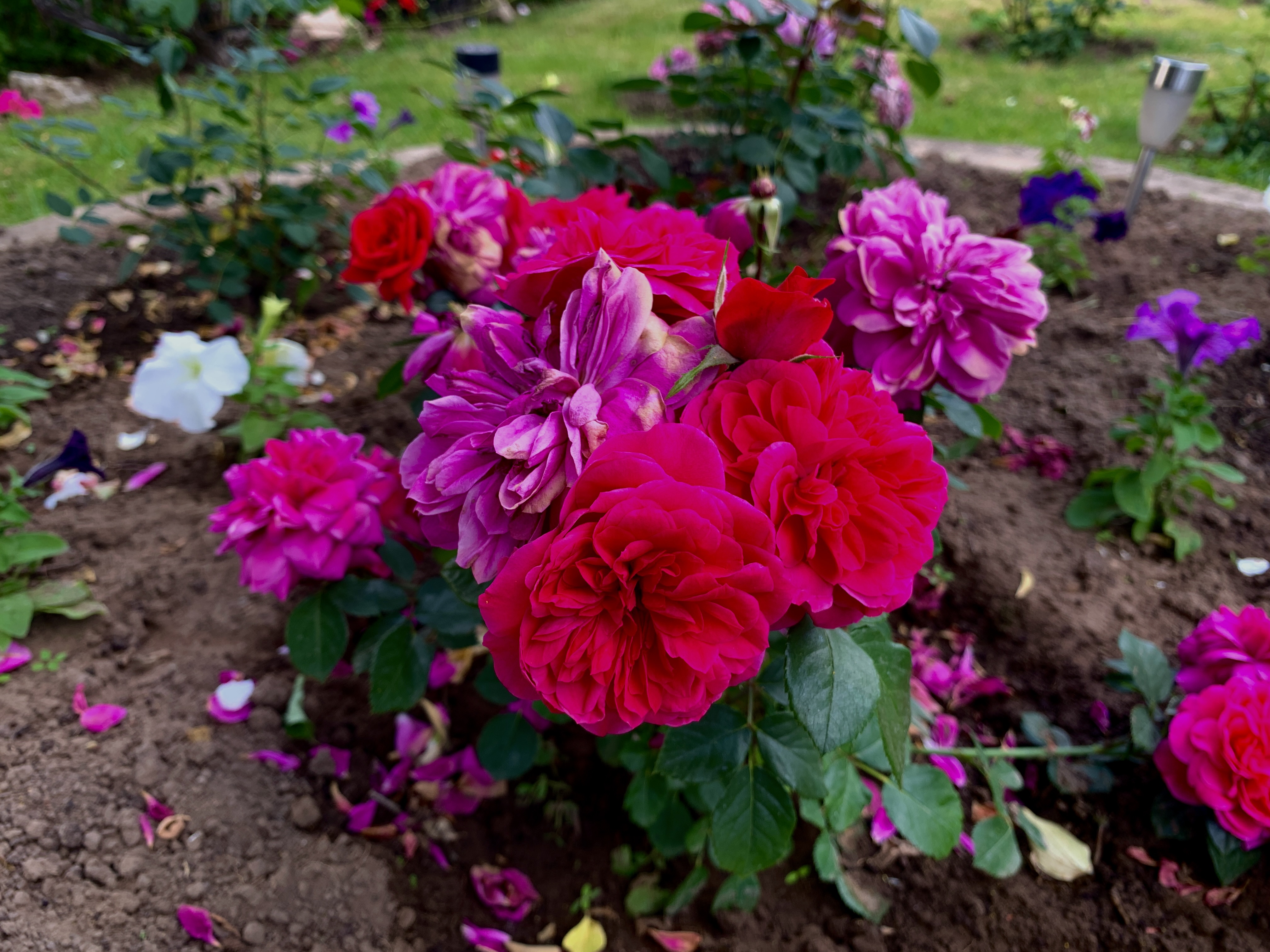 саженцы роза в контенере с зкс 