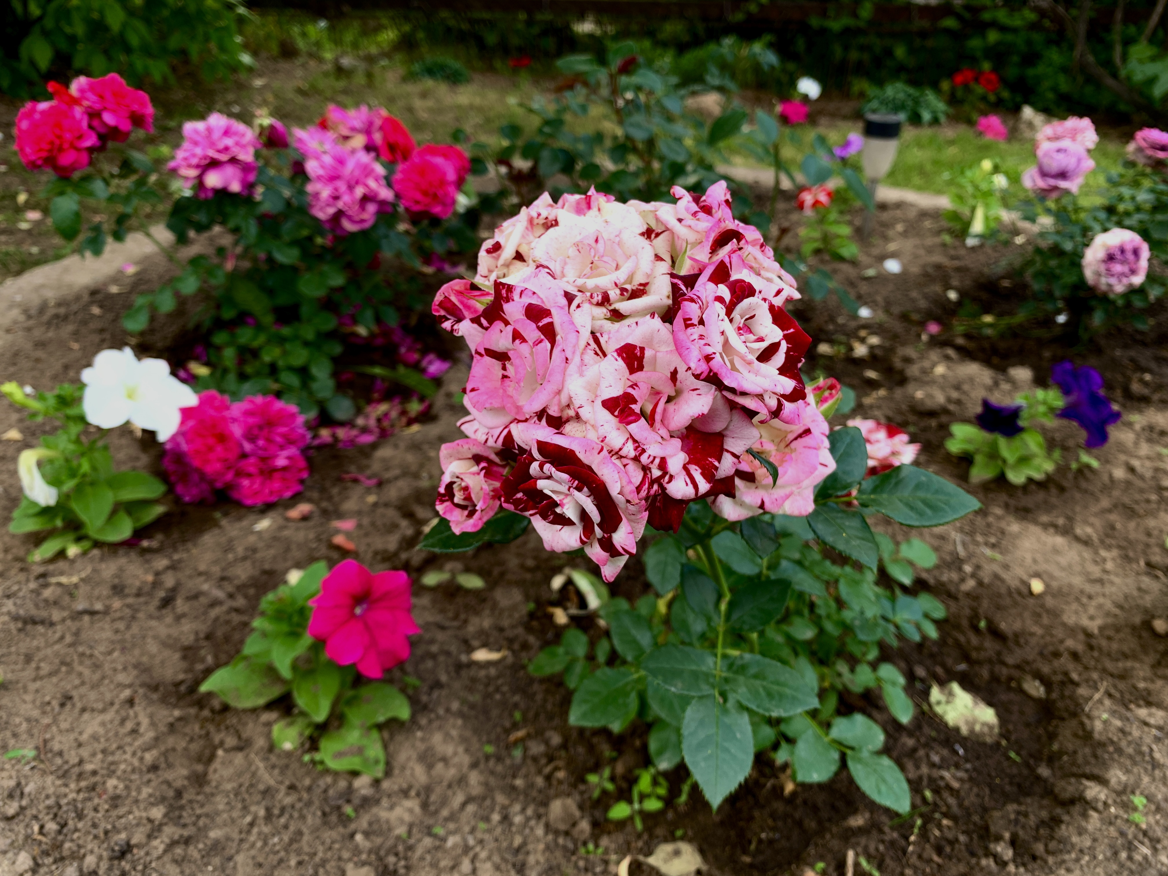 саженцы роза в контенере с зкс 