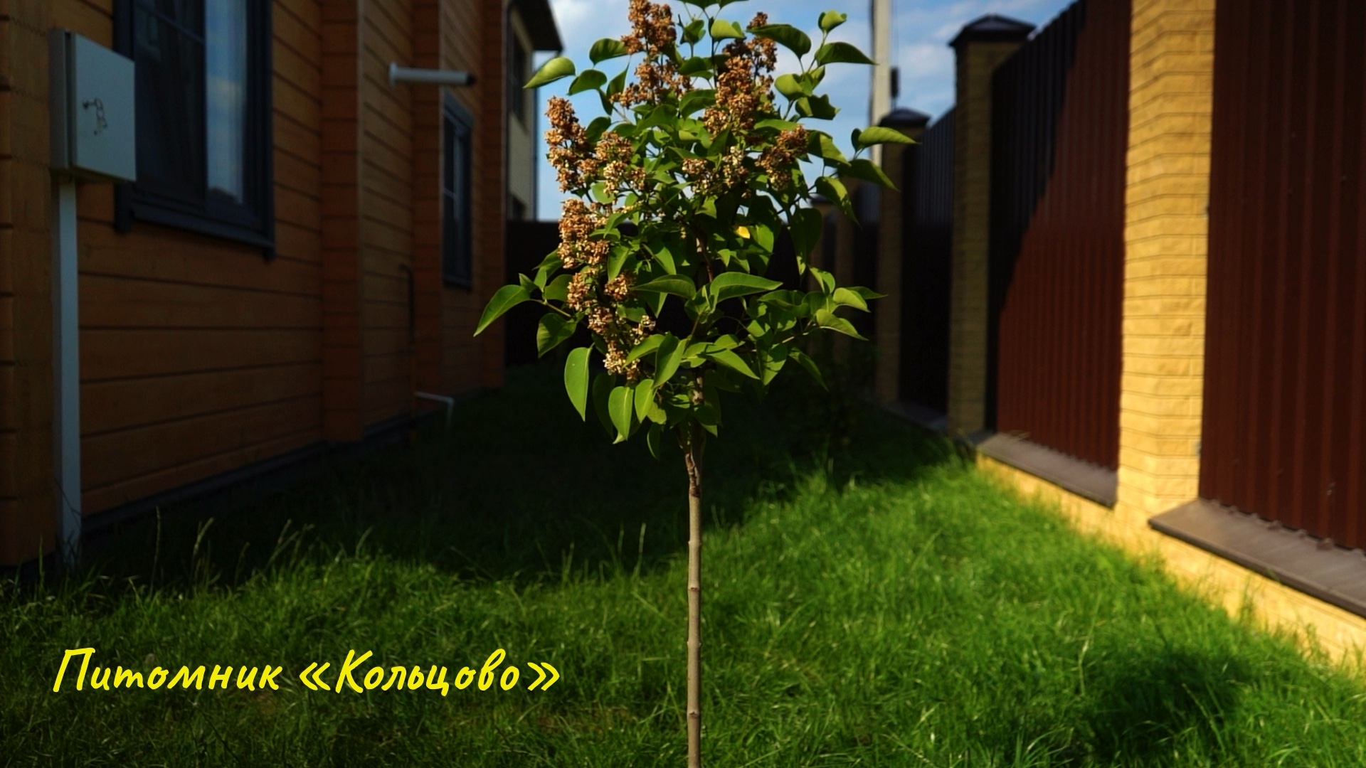 саженцы декоративные растения